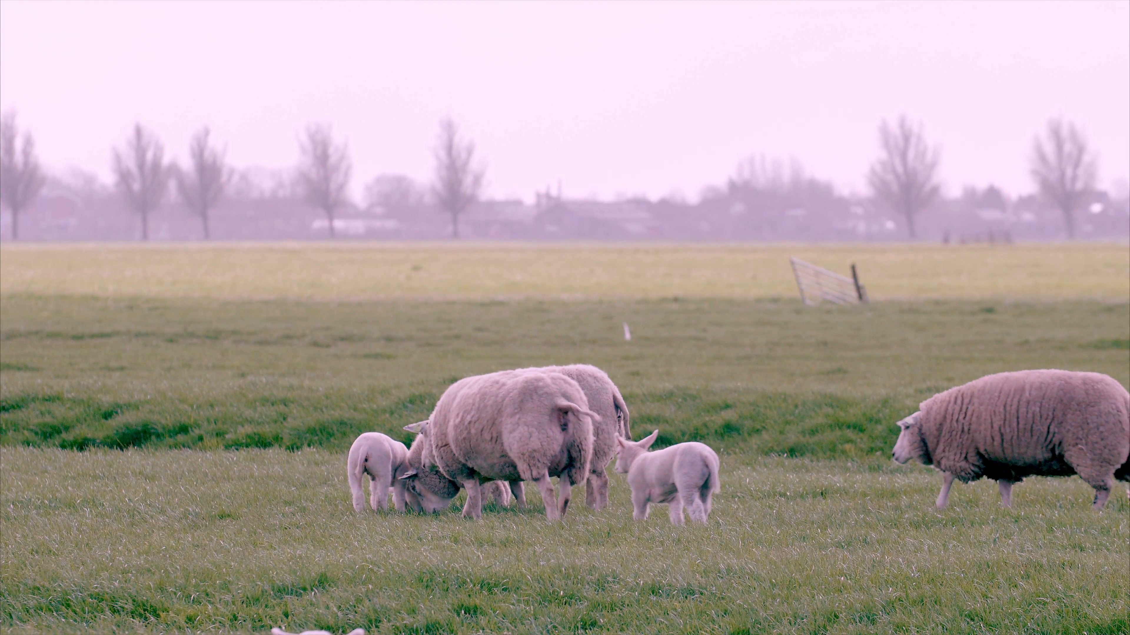 sheep and lambs grazing half shade Stock Video Footage - VideoBlocks