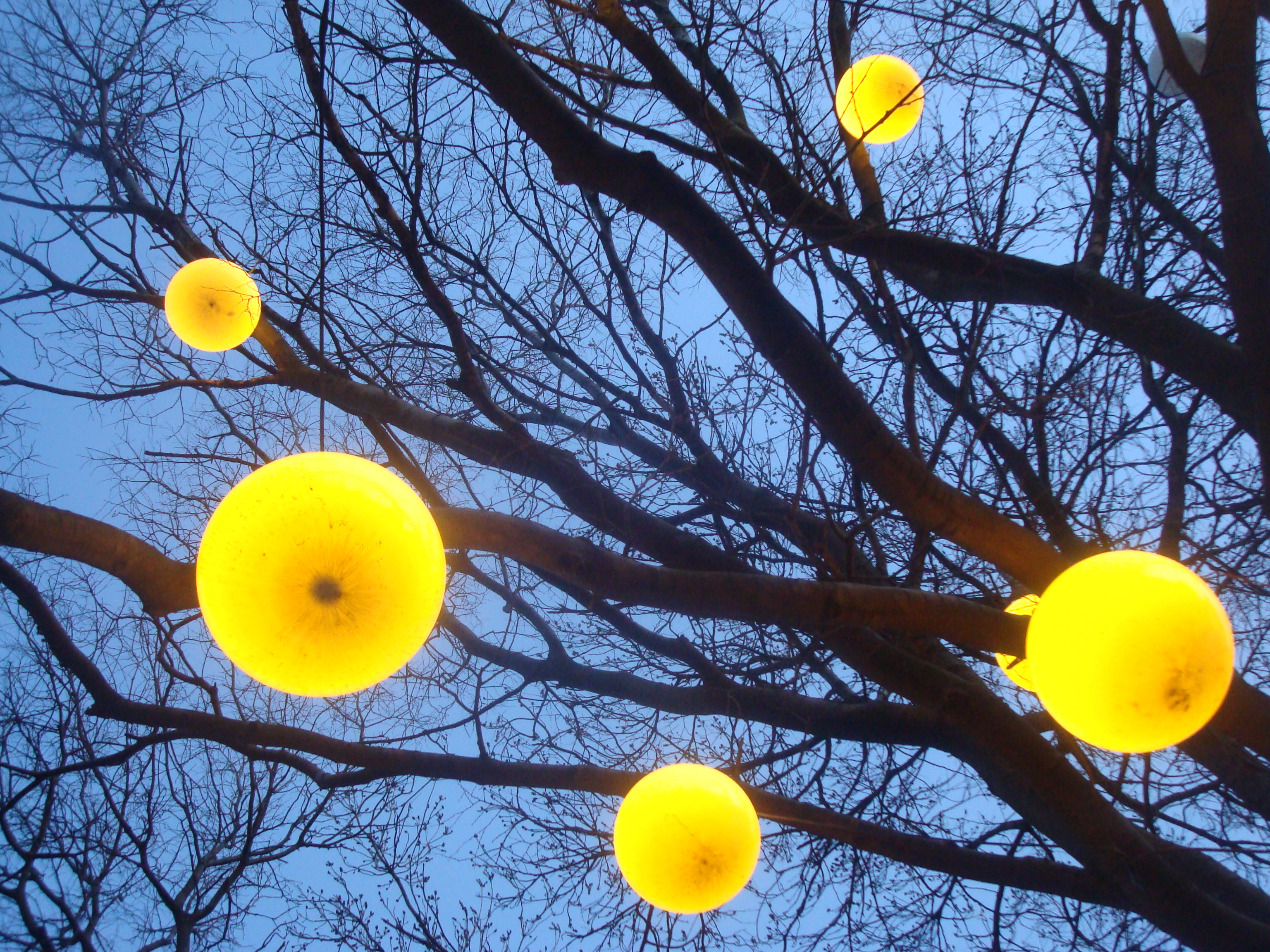 Lamps on a tree photo