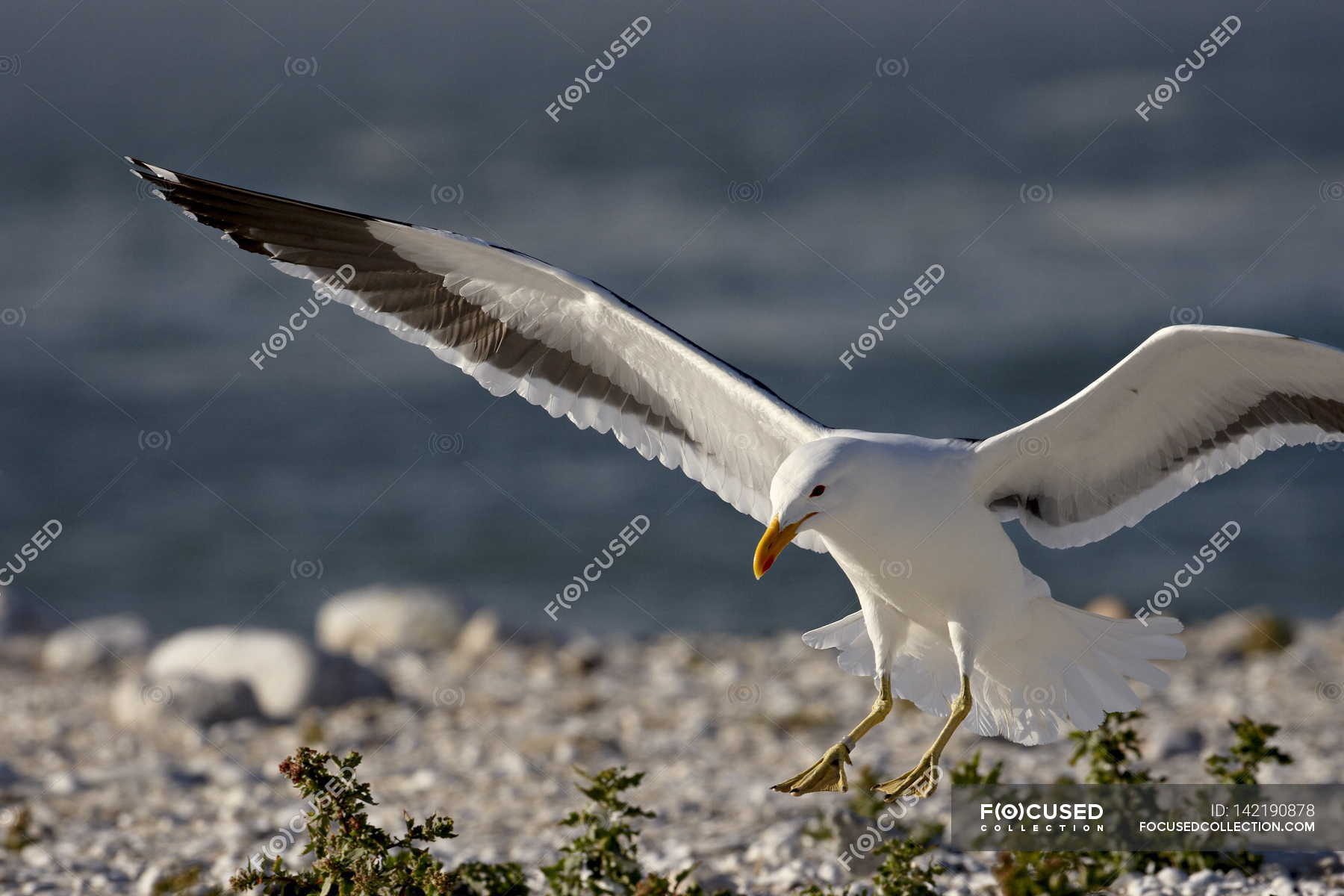 Cape gull landing — Stock Photo | #142190878