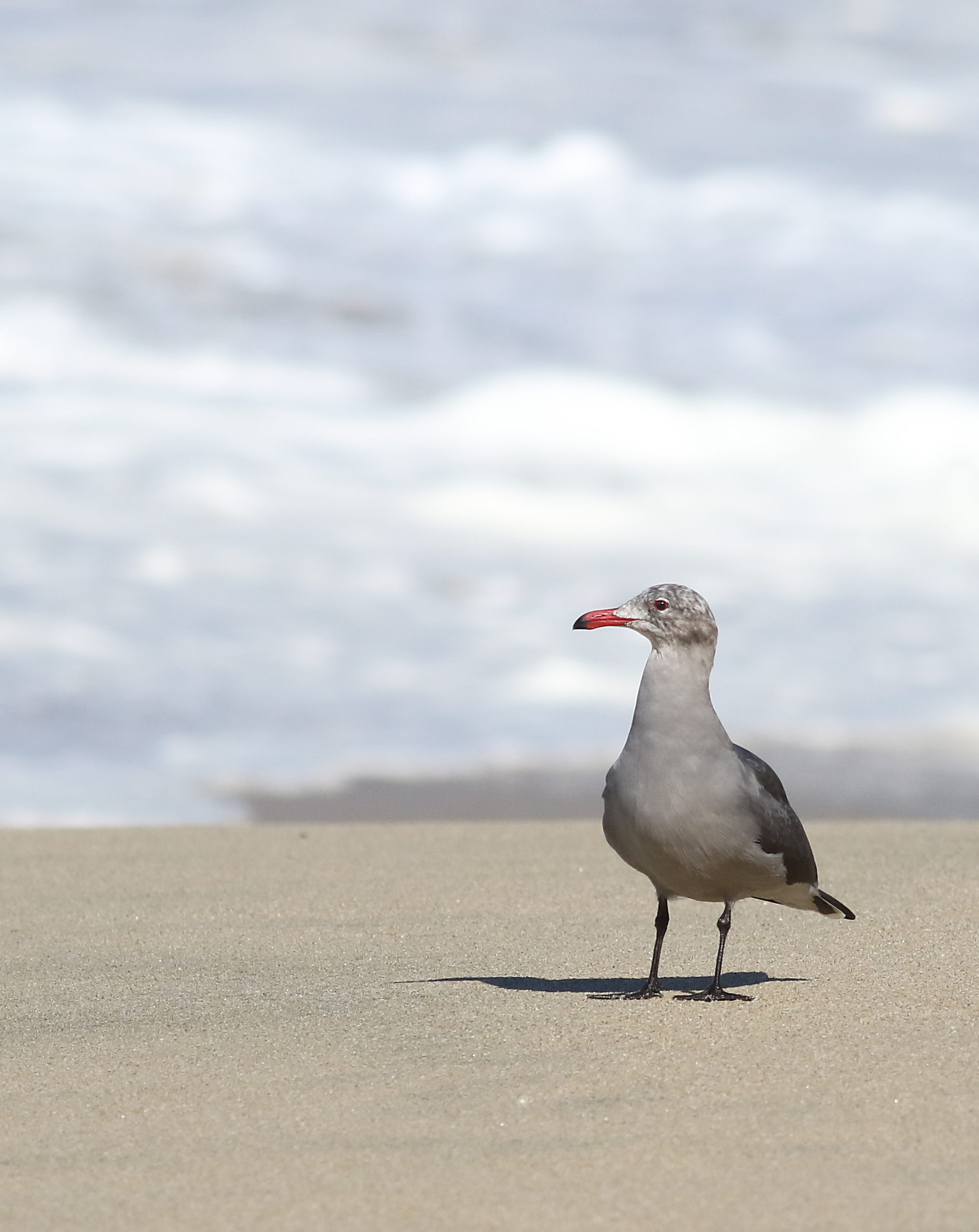 File:Heermann's gull, Larus heermanni, Moss Landing and Monterey Bay ...