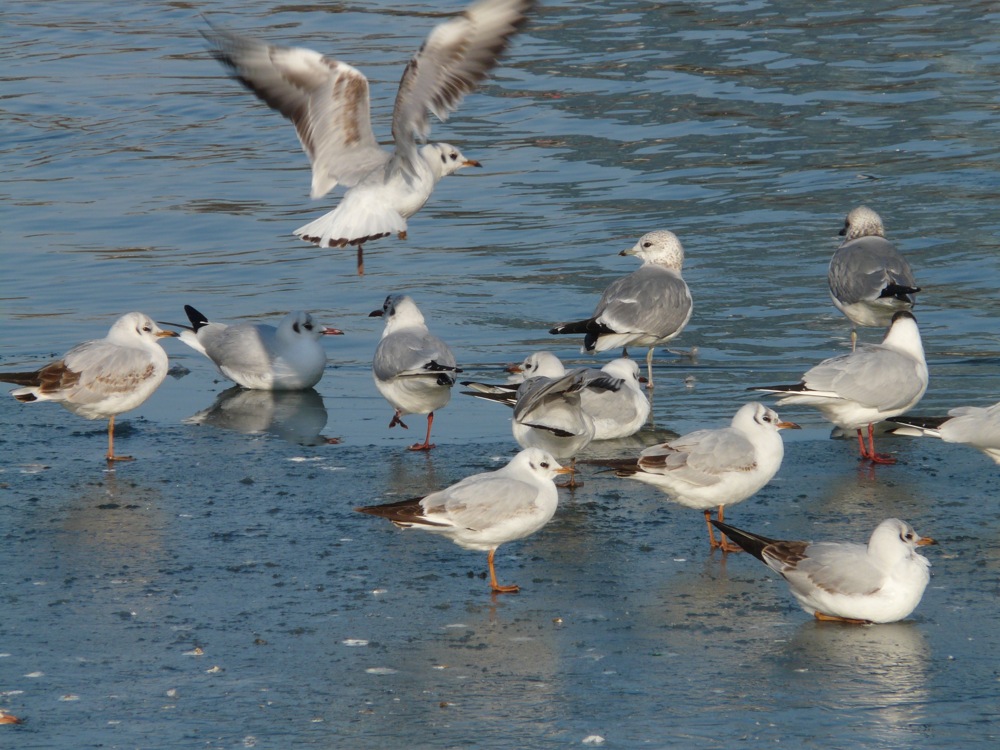 Free Images : bird, seabird, fly, swim, fauna, start, birds, gulls ...