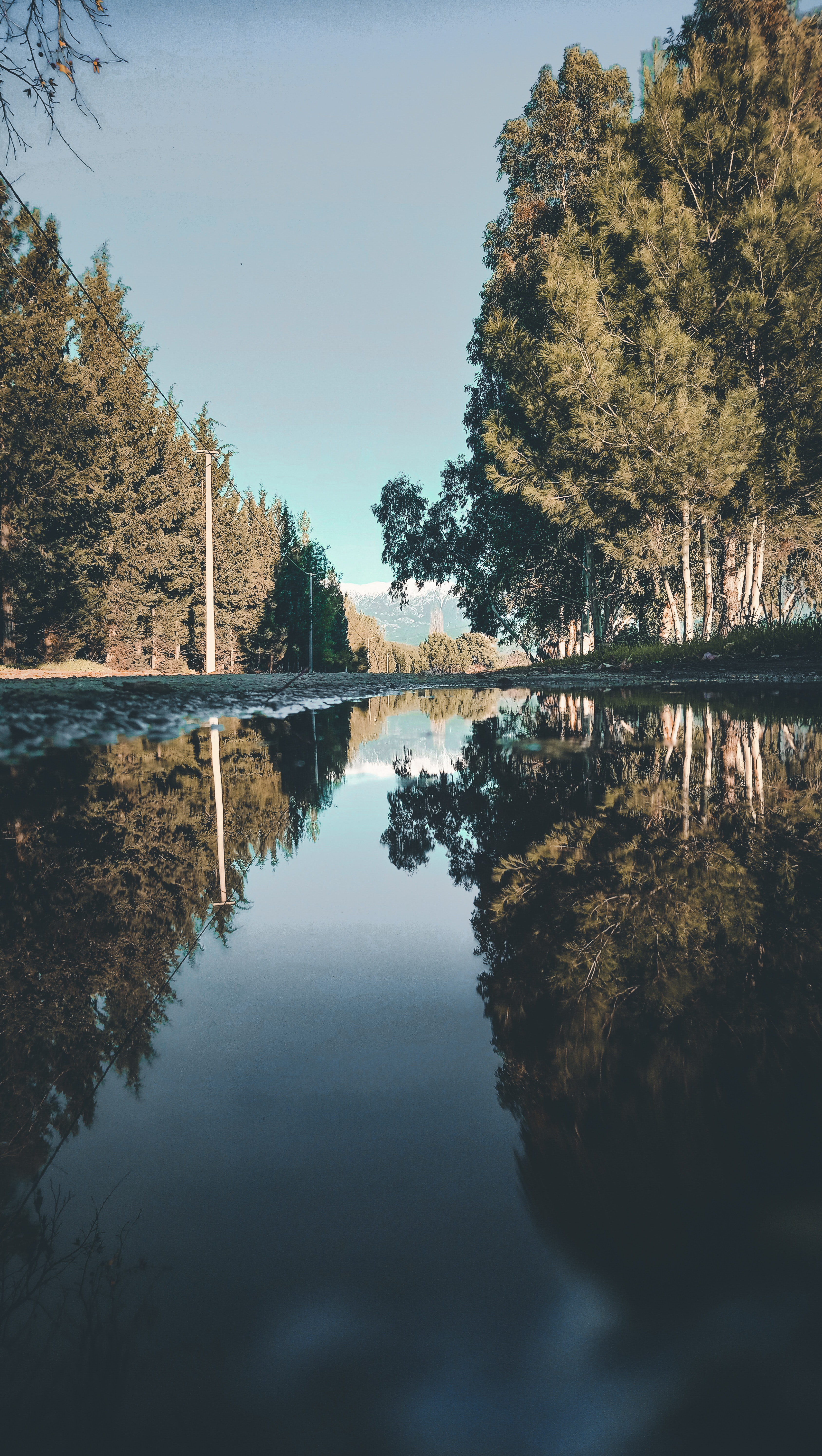 Landscape photo of river between trees