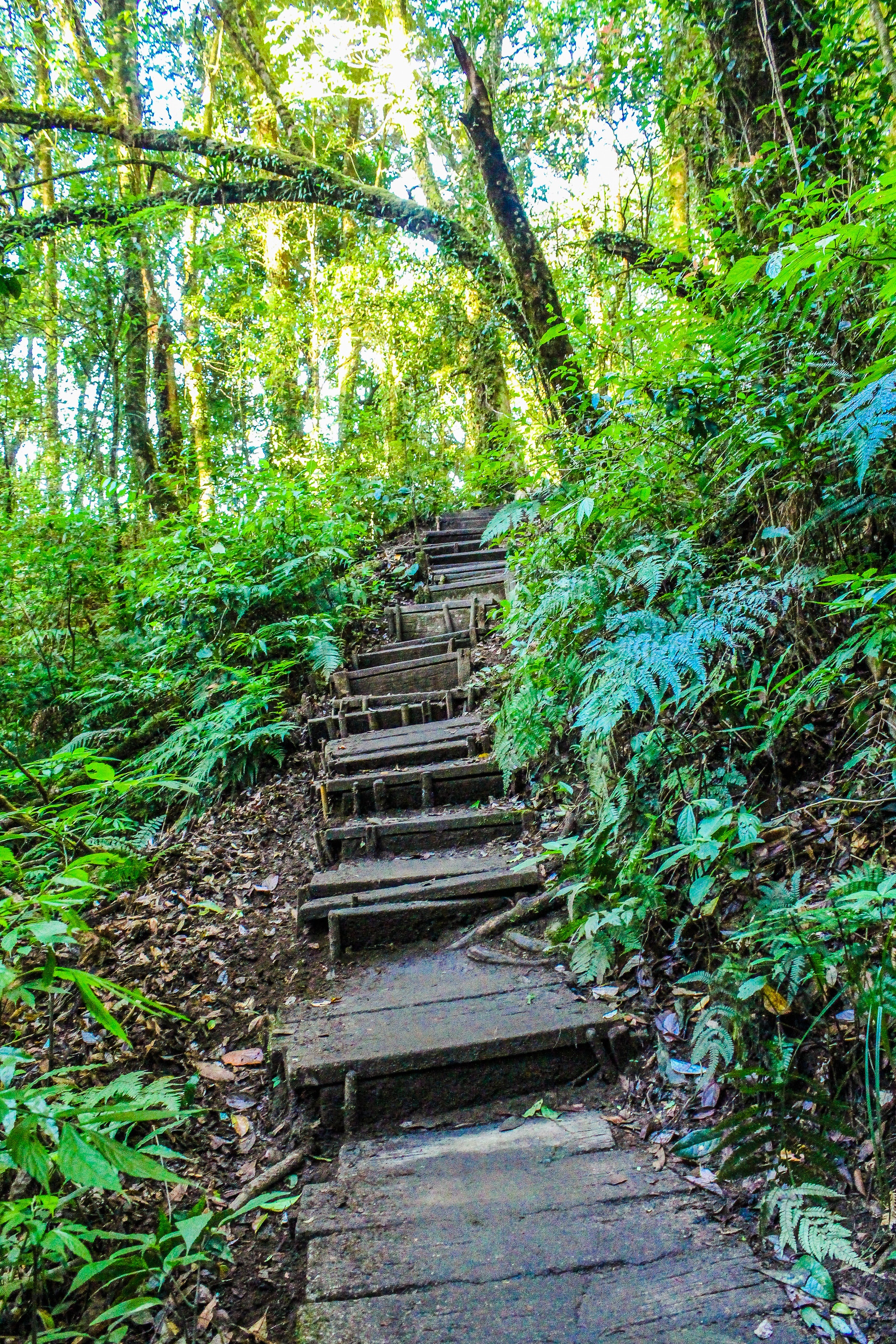 Landscape photo of stair in the forest