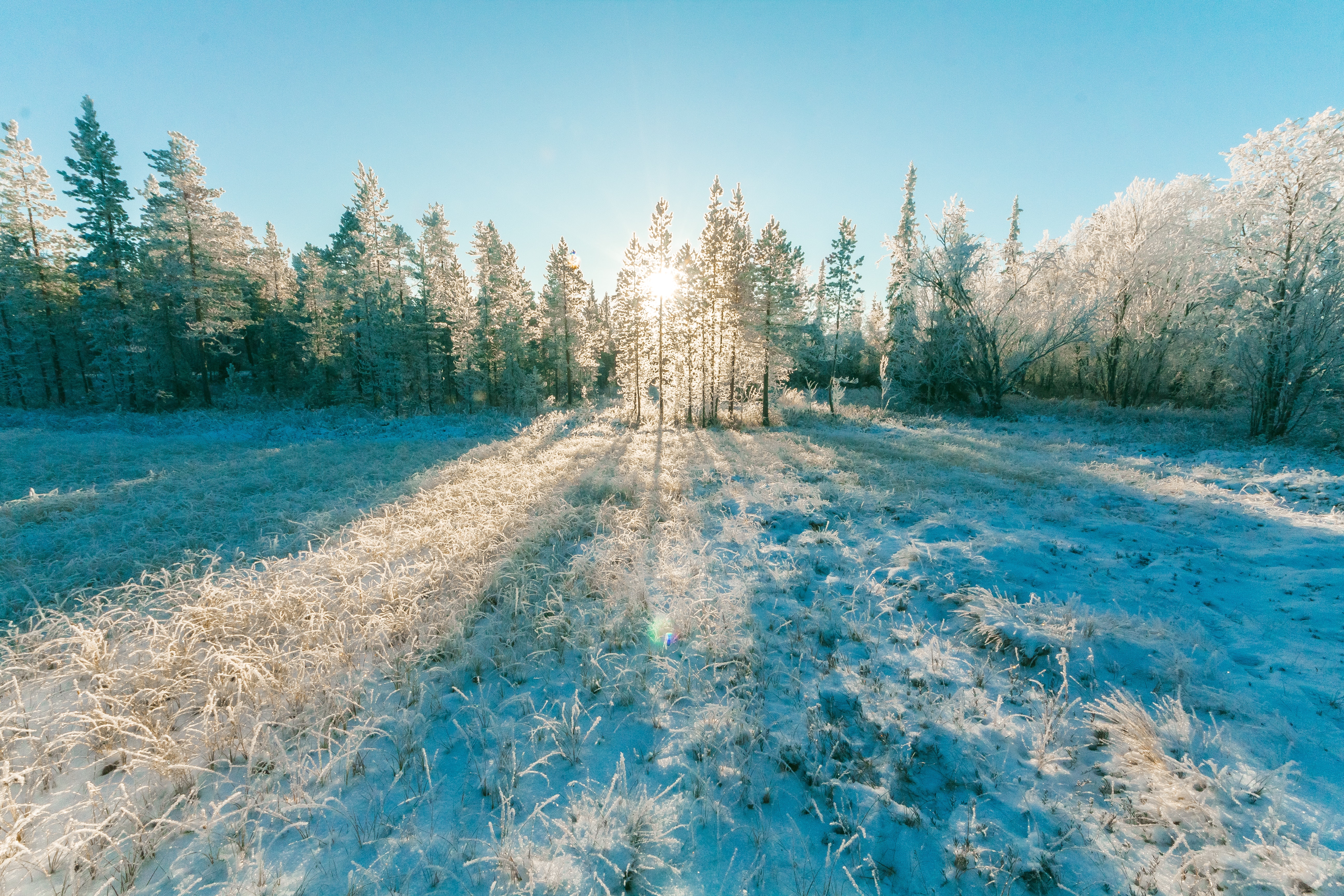 Landscape Photo of Sun Raise Through Green Leaf Trees, Cold, Scene, Winter landscape, Winter, HQ Photo