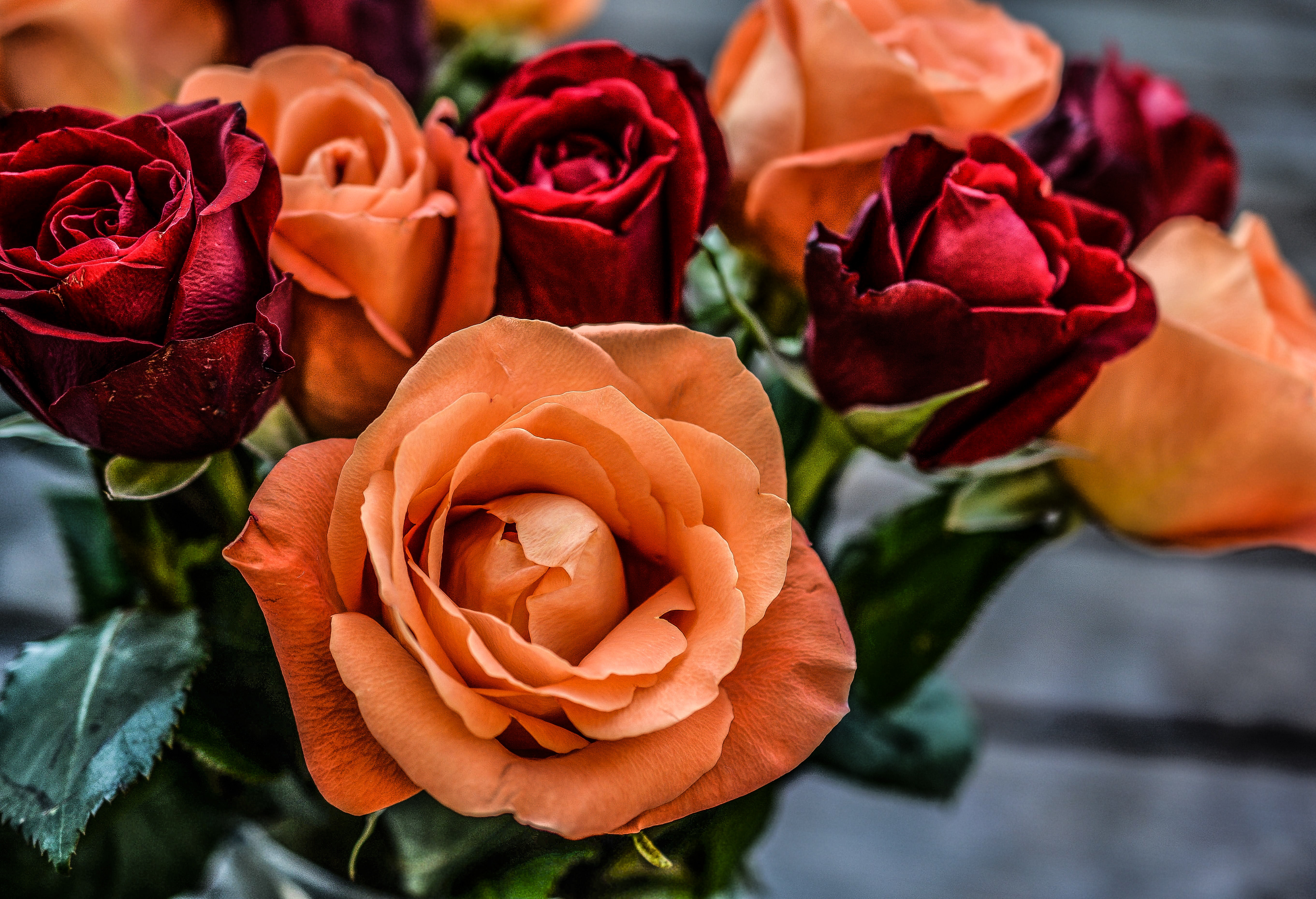 Landscape Photograph of Orange and Red Flowers, Anniversary, Flowers, Roses, Romantic, HQ Photo