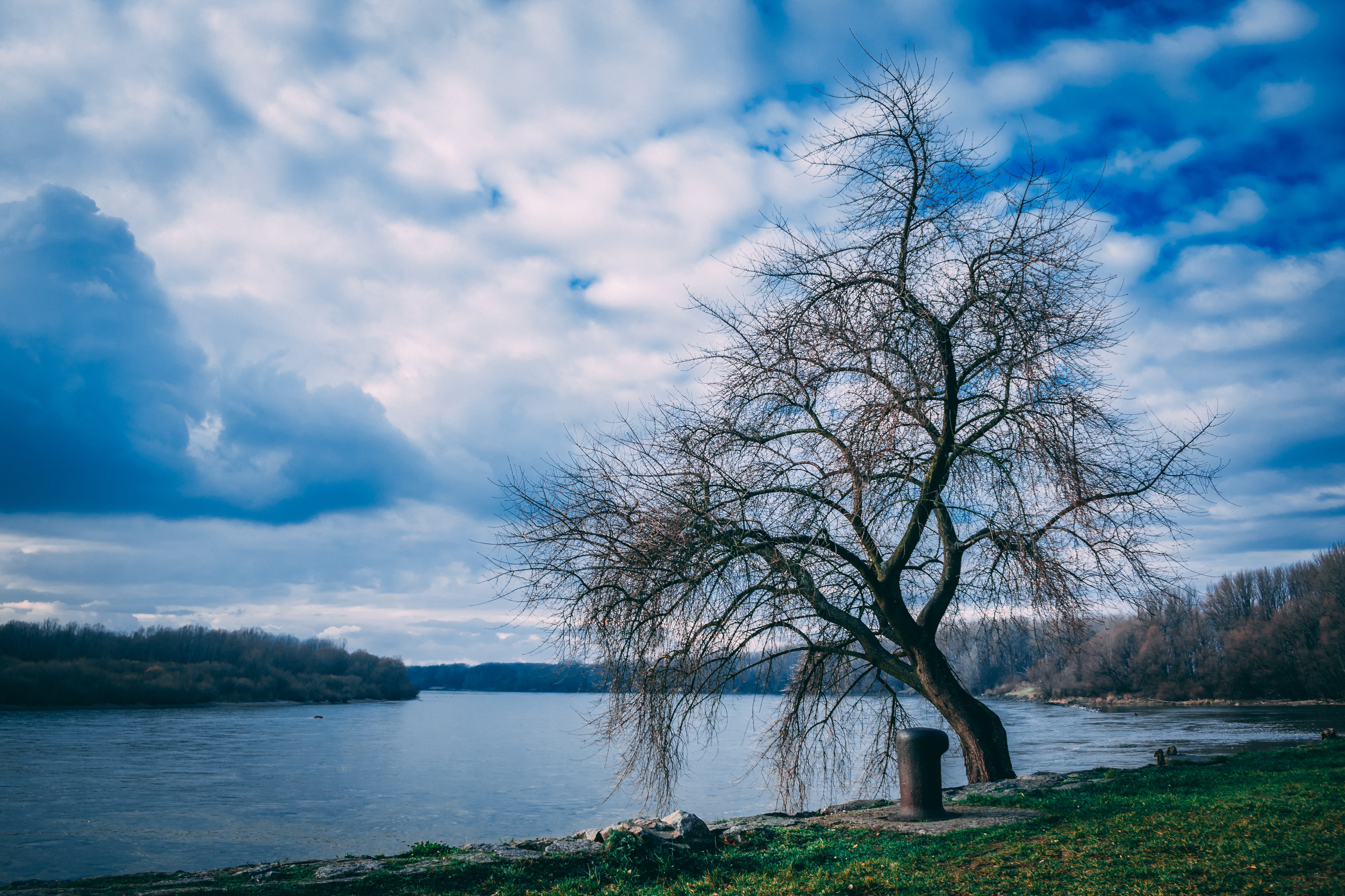 Bare trees near body of water photo