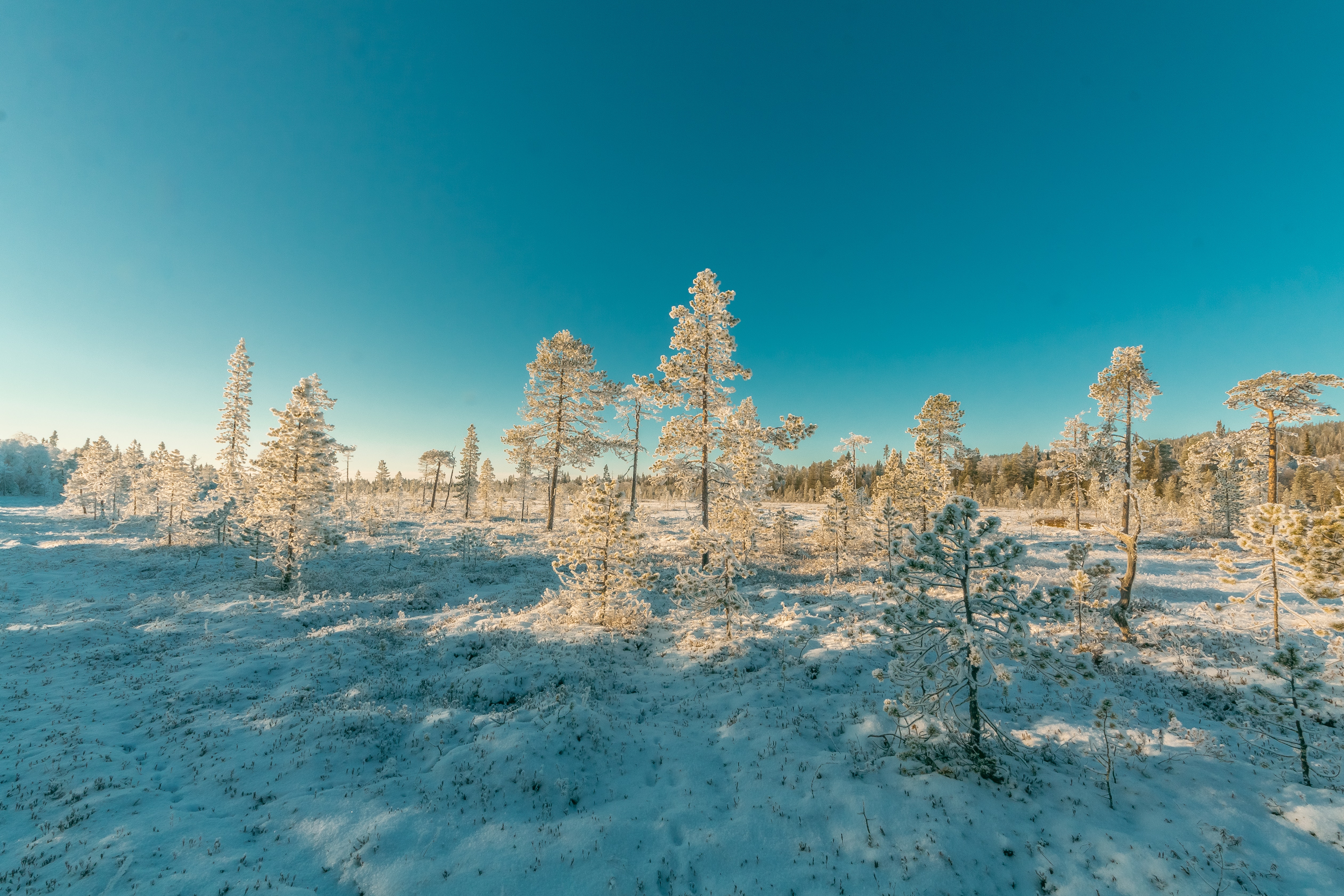 Landscape photography of snowy forest under clear sky