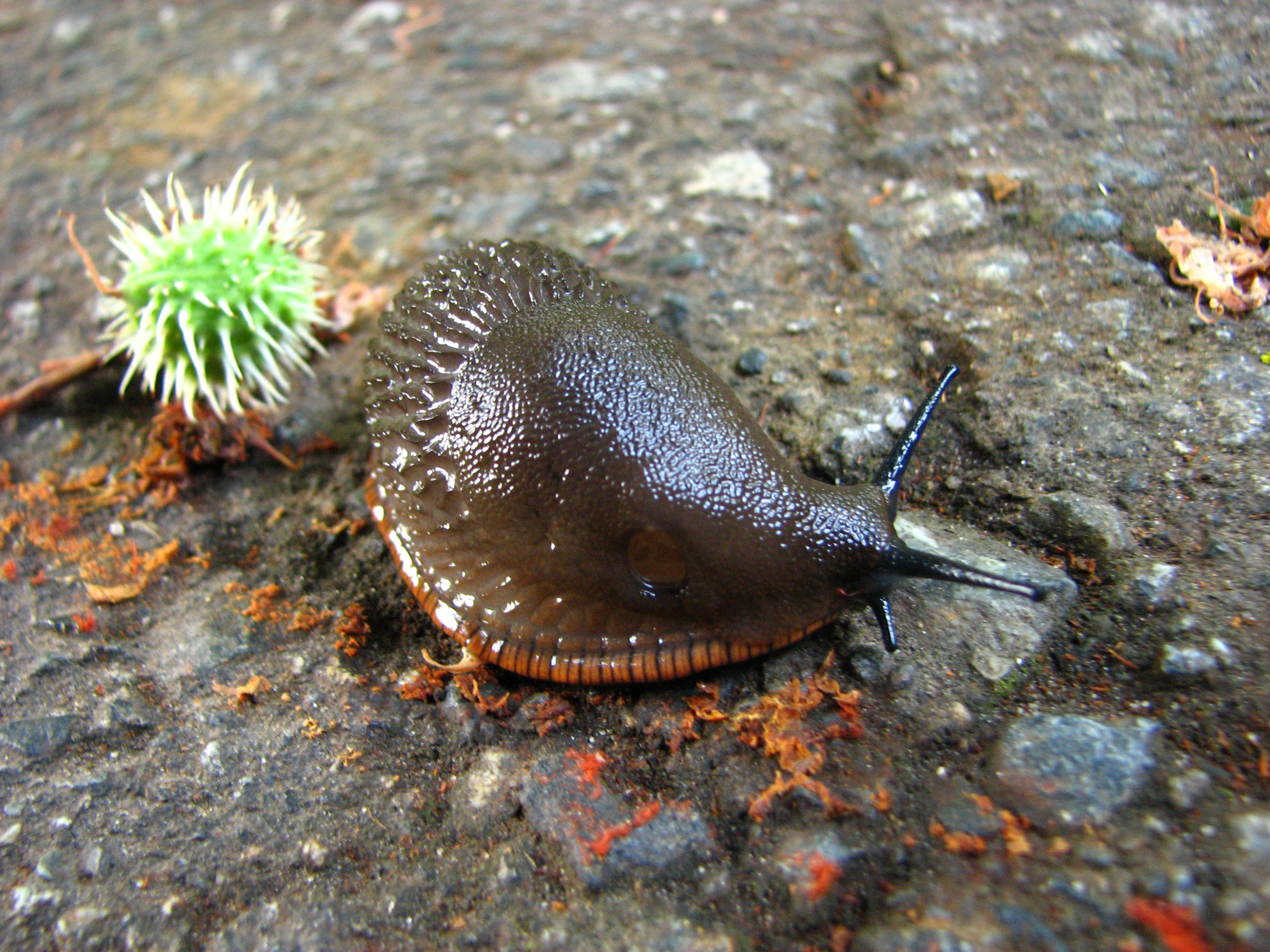 File:Slug in VanDusen Botanical Garden.jpg - Wikimedia Commons