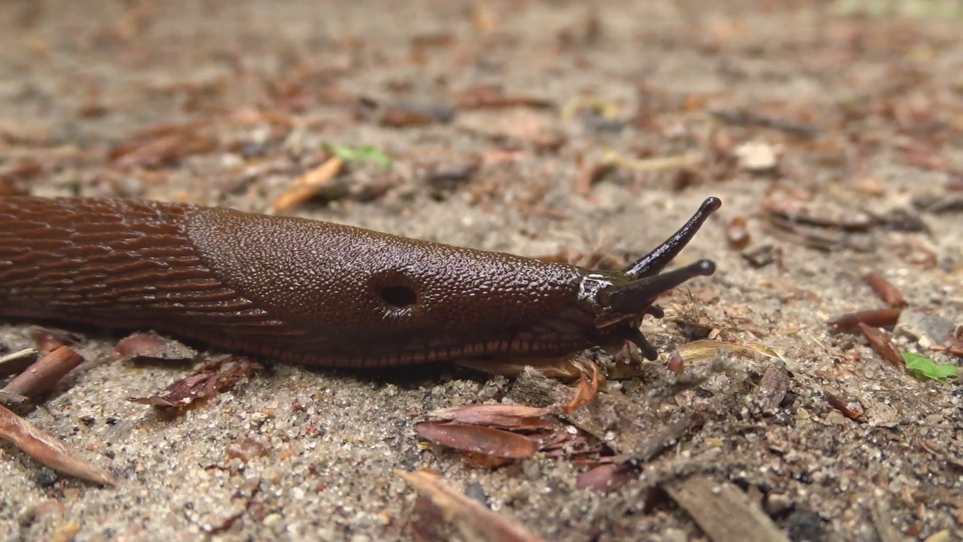 Air-breathing land slug in the forest Stock Video Footage - VideoBlocks