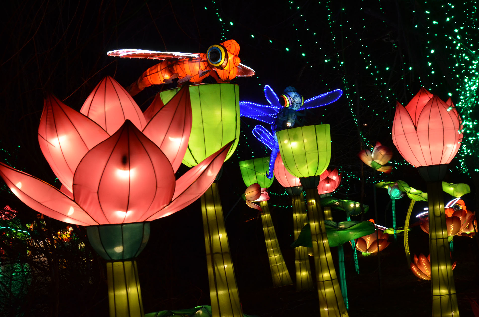 Illuminated lanterns on display at Chinese Lantern Fest west of Boca ...