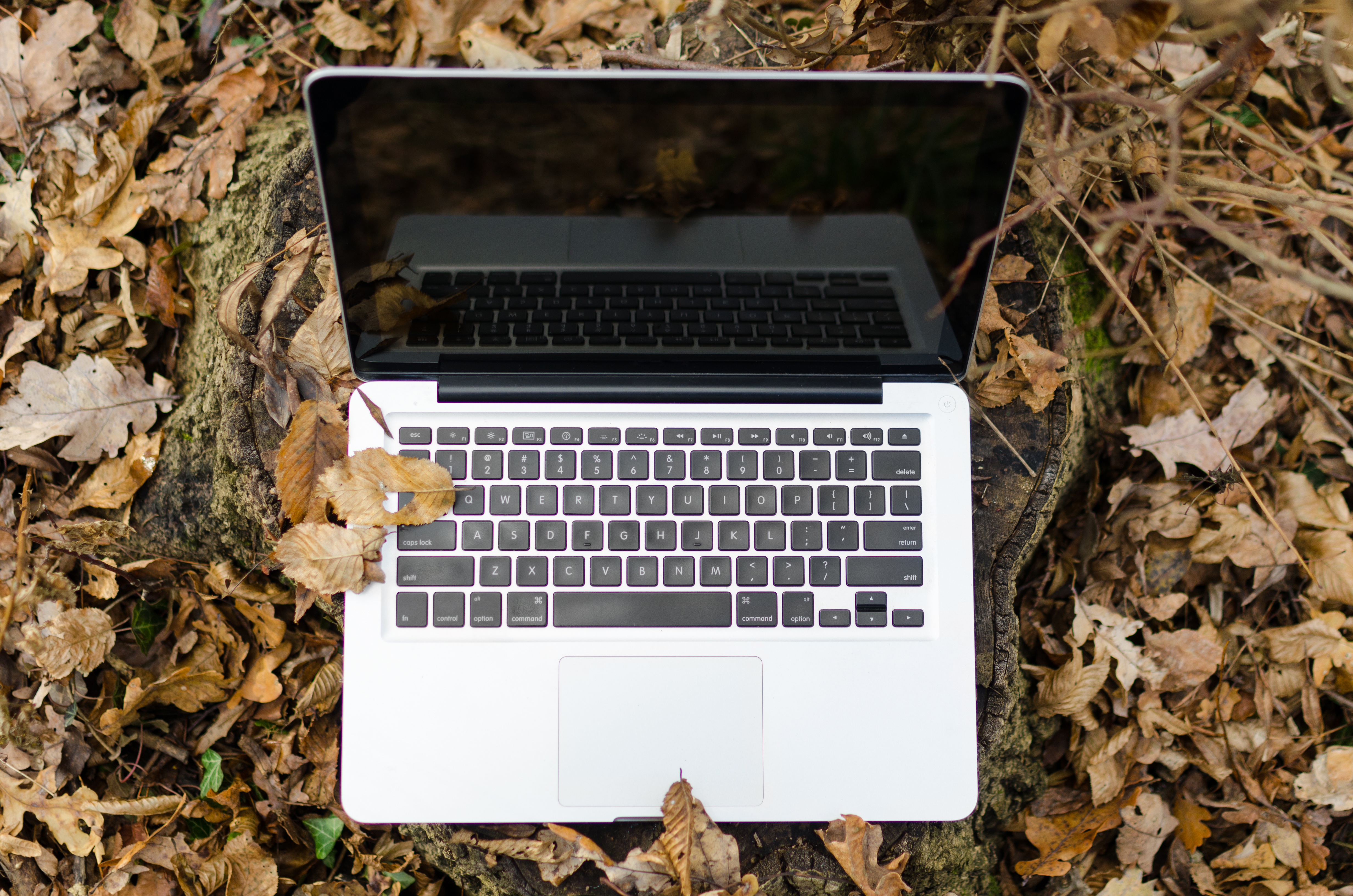 Laptop in autumn forest photo