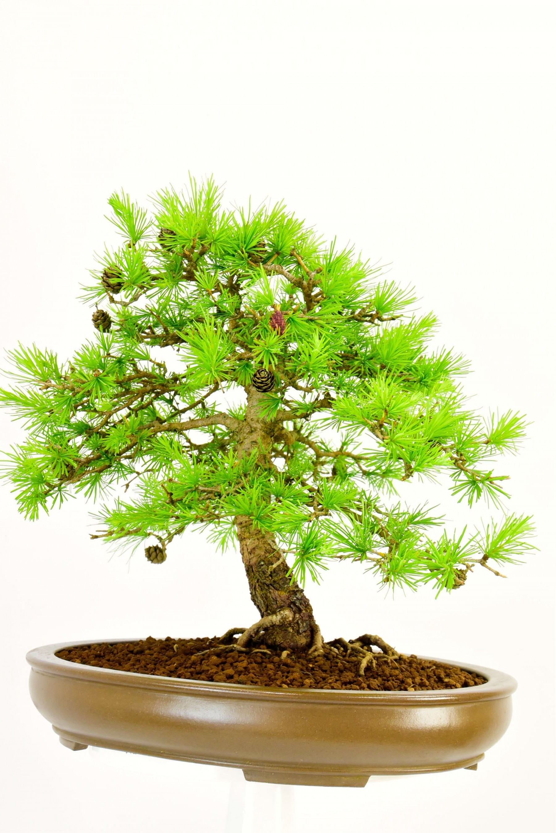 Specimen Larch Bonsai Tree