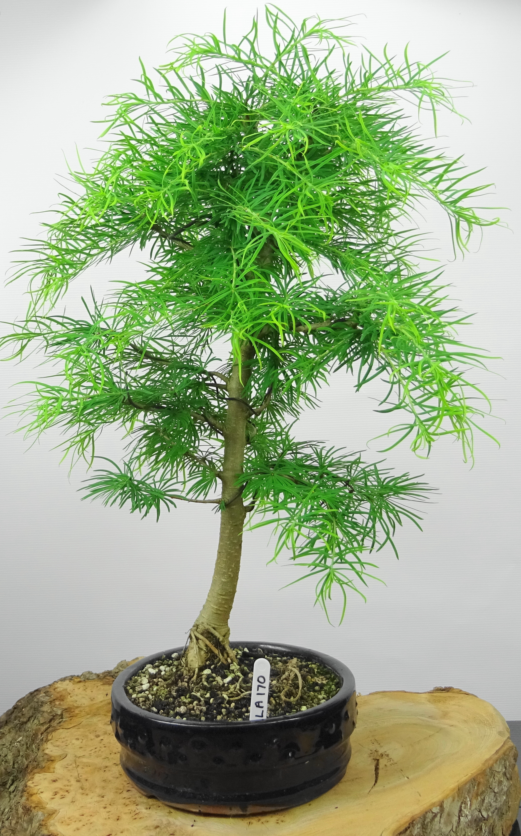 Larch bonsai tree photo