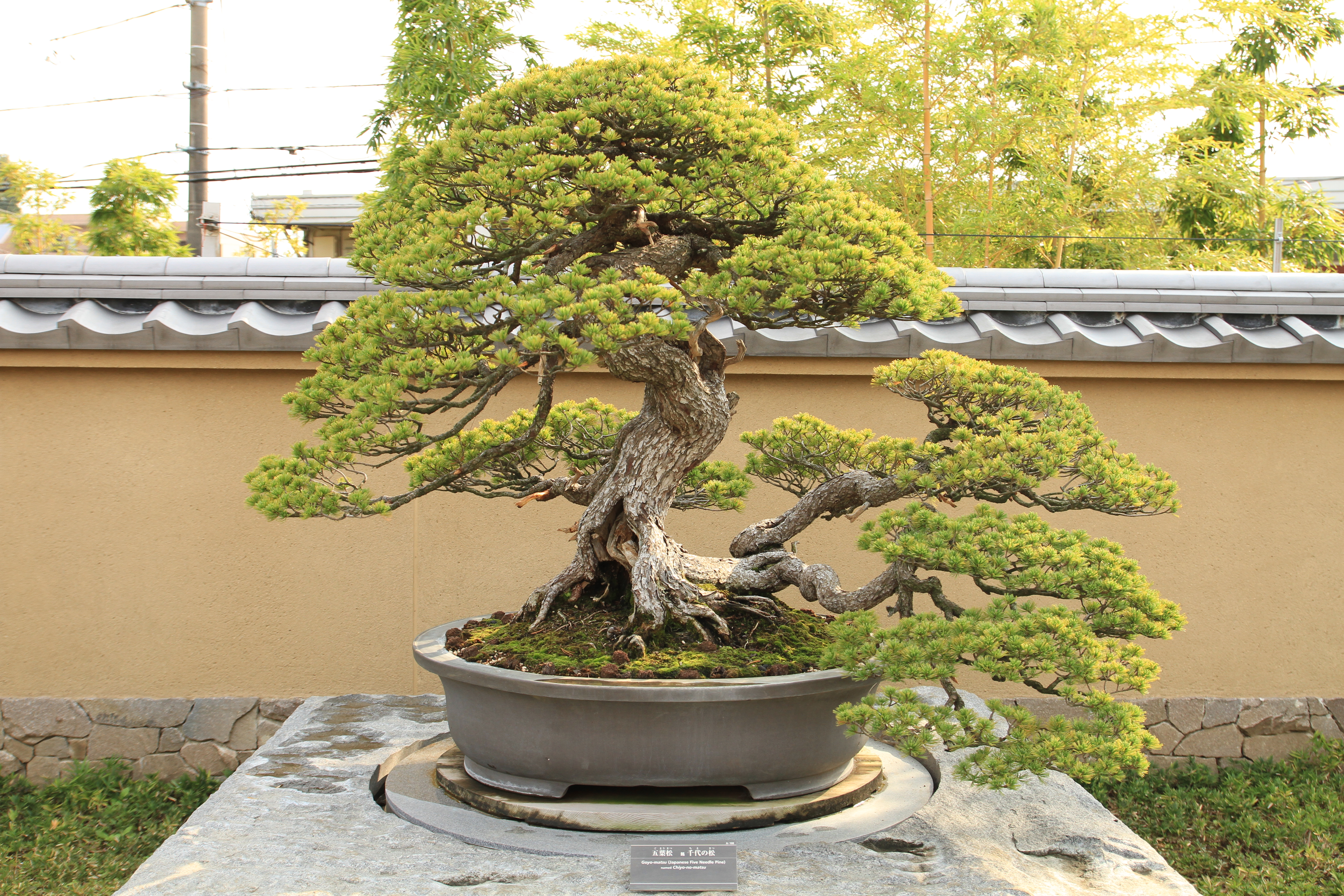 Outdoor Bonsai Tree Care | Bonsai Tree Gardener