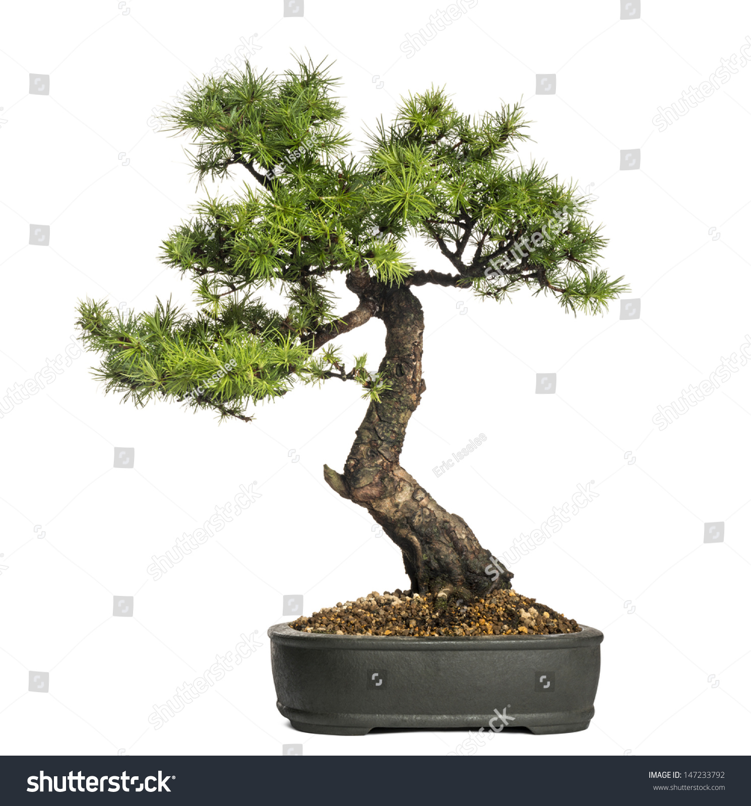 Larch Bonsai Tree Larix Isolated On Stock Photo 147233792 - Shutterstock