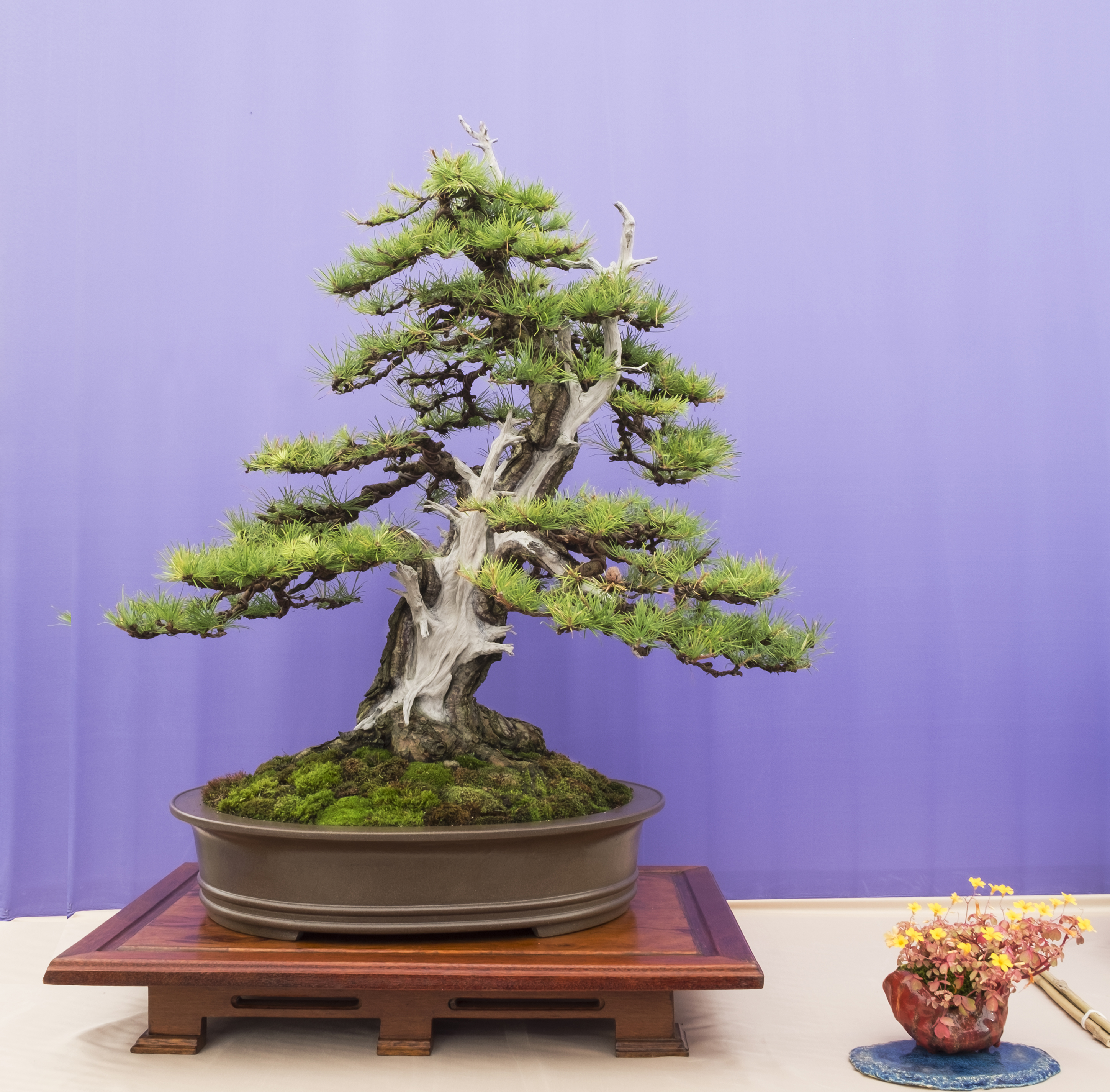 Tree 13: Japanese Larch