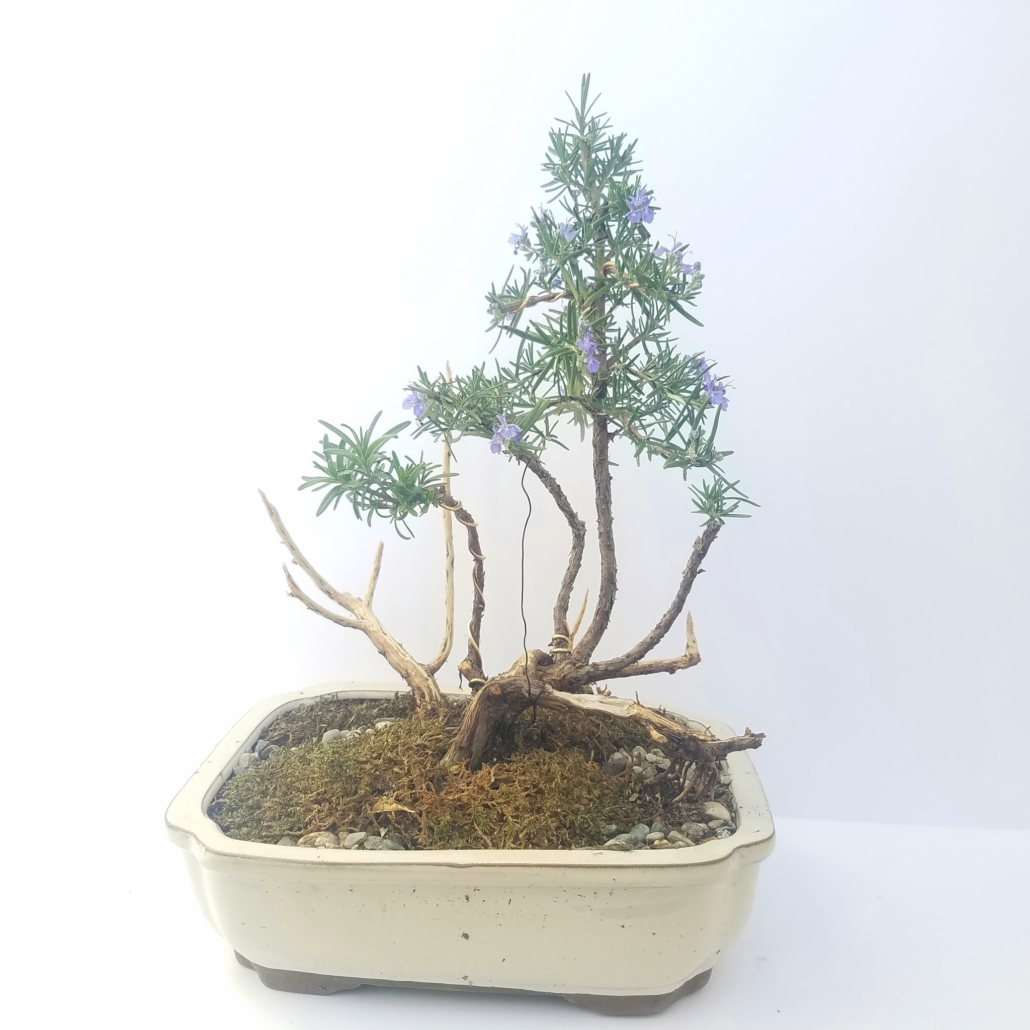 Bonsai Tree - Rosemary/Alecrim - Deadwood Jin Flowering – Jays ...