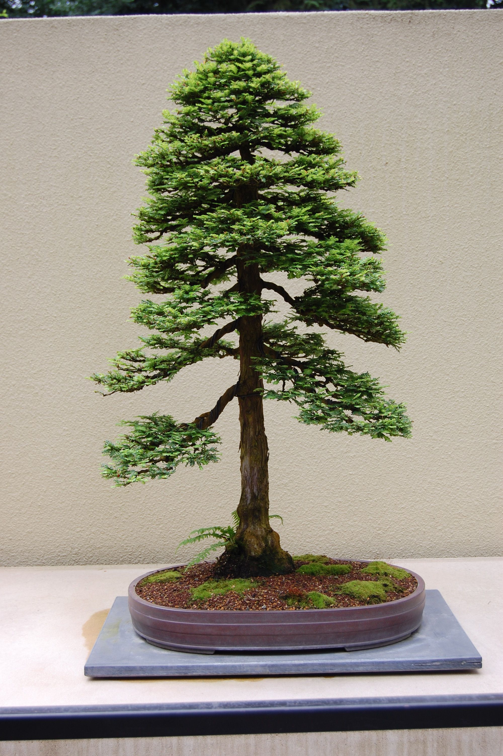 Best In The Northwest' at The Pacific Rim Bonsai Collection | Bonsai ...