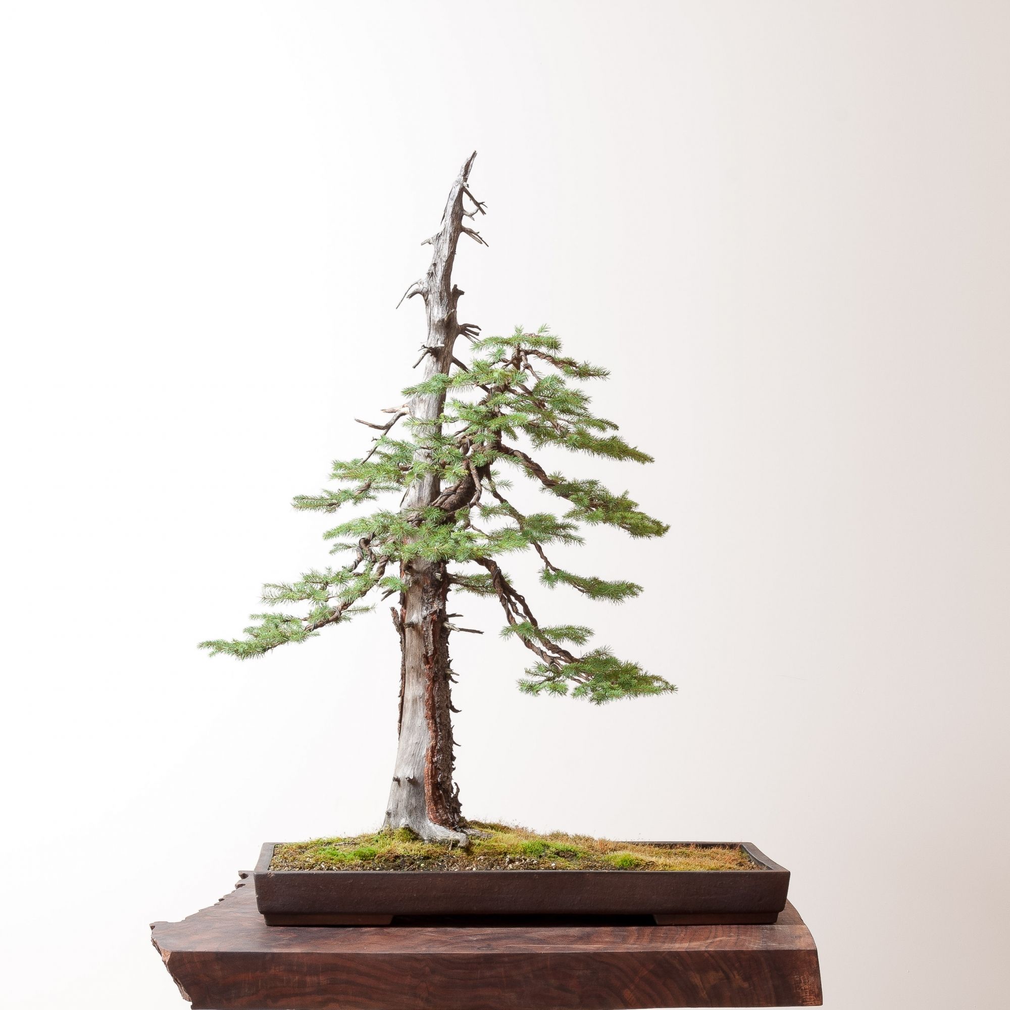 Engleman Spruce | Bonsai Mirai | Inspiring bonsai | Pinterest ...