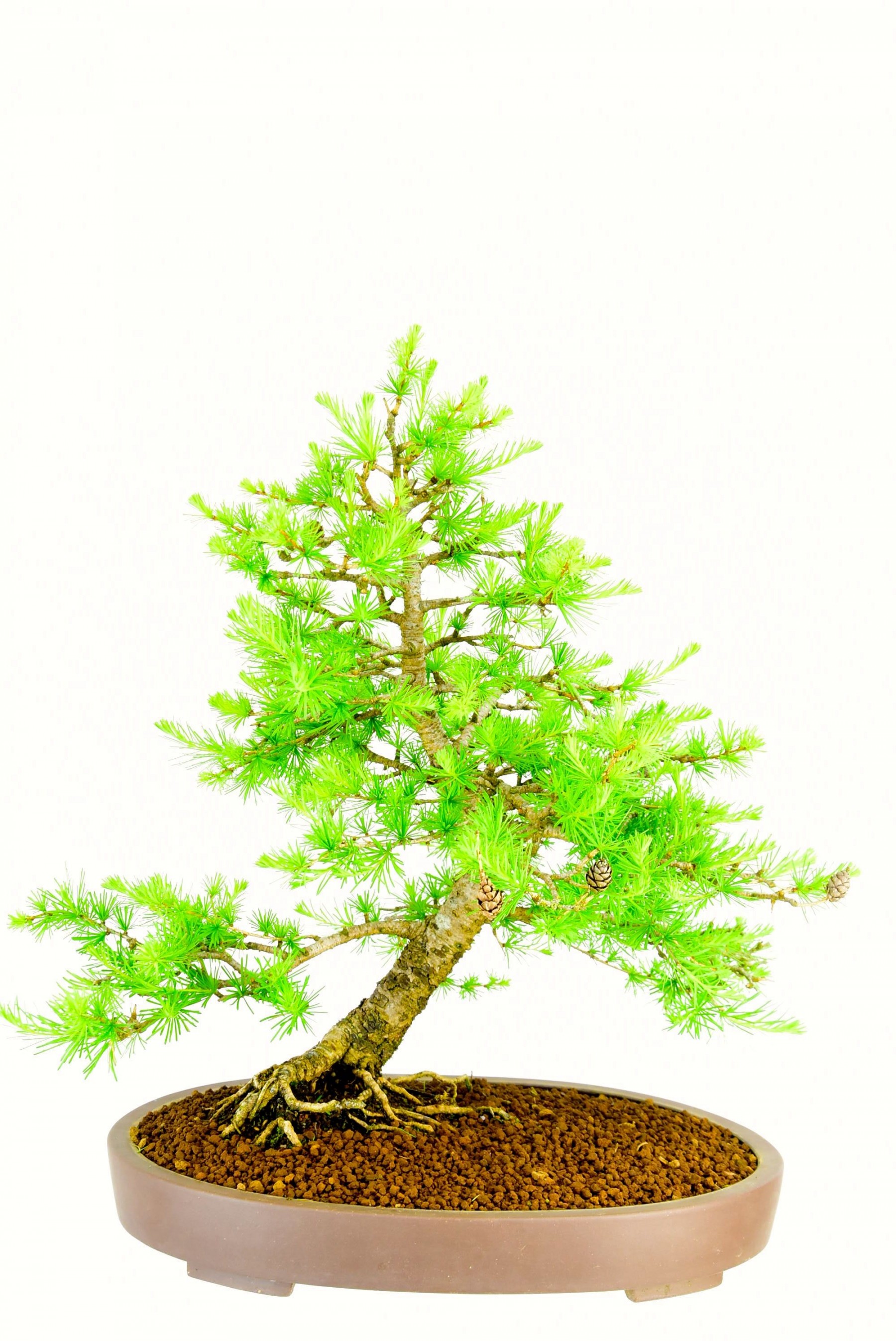 Outstanding specimen Larix hardy outdoor bonsai