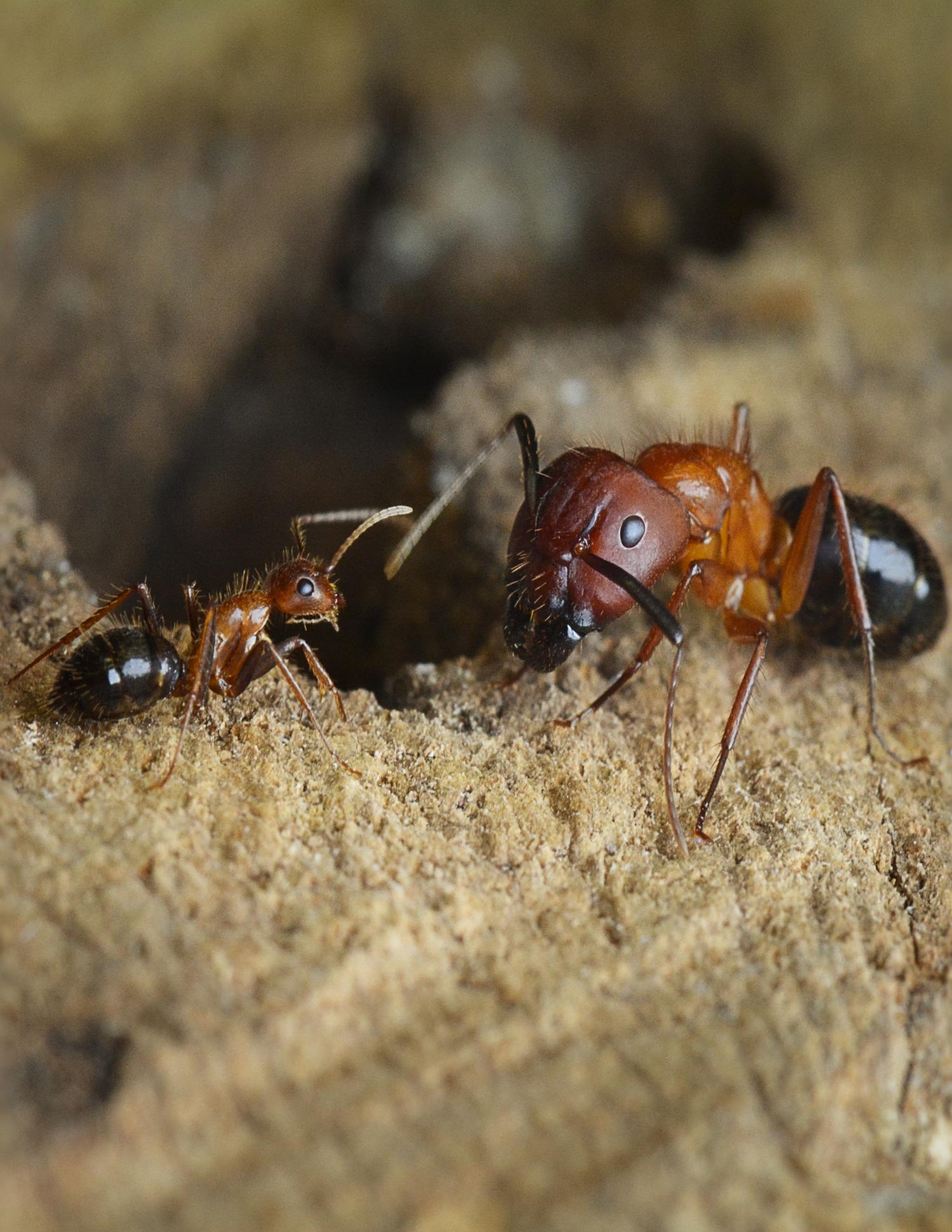 Large ant model photo
