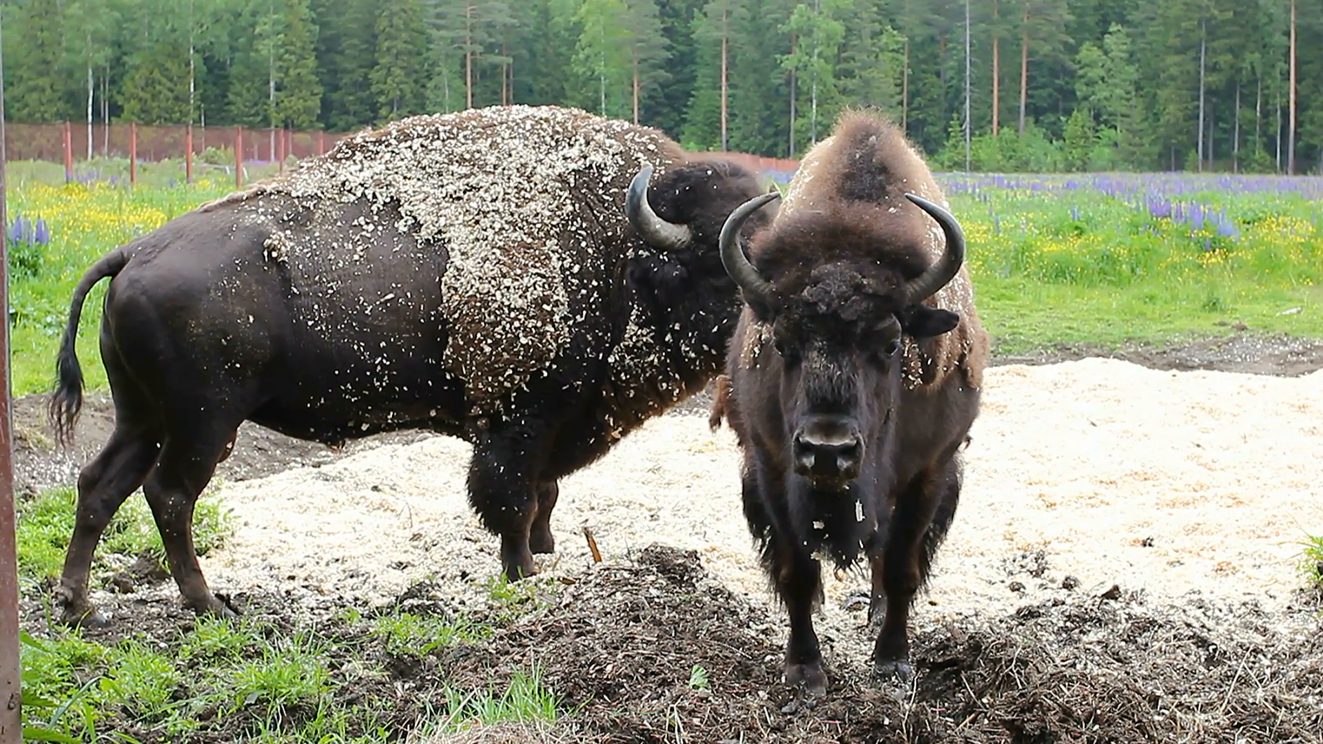Buffalo in the zoo Stock Video Footage - Videoblocks