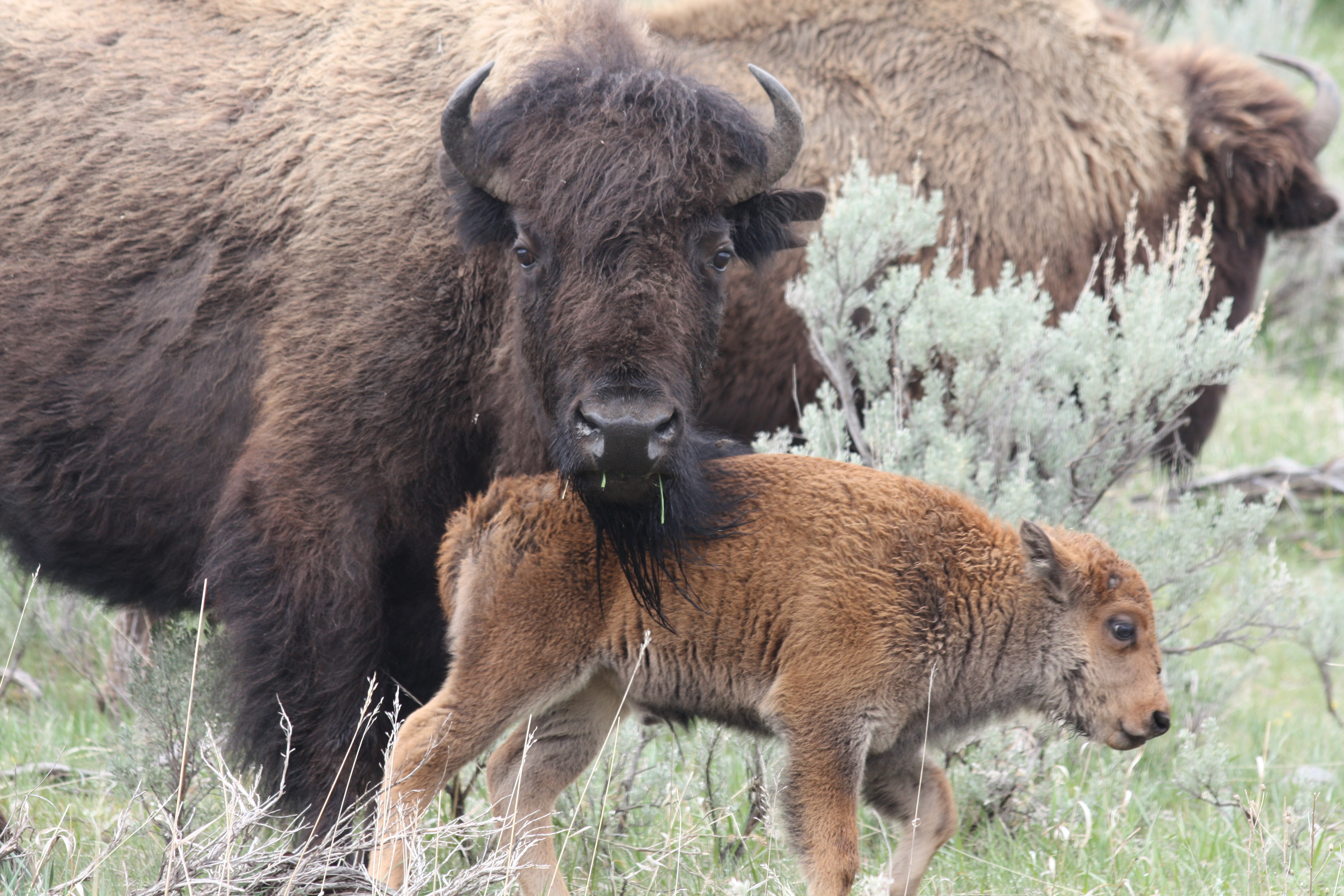 Bison Bellows: Envisioning the Future - The Second Recovery and ...