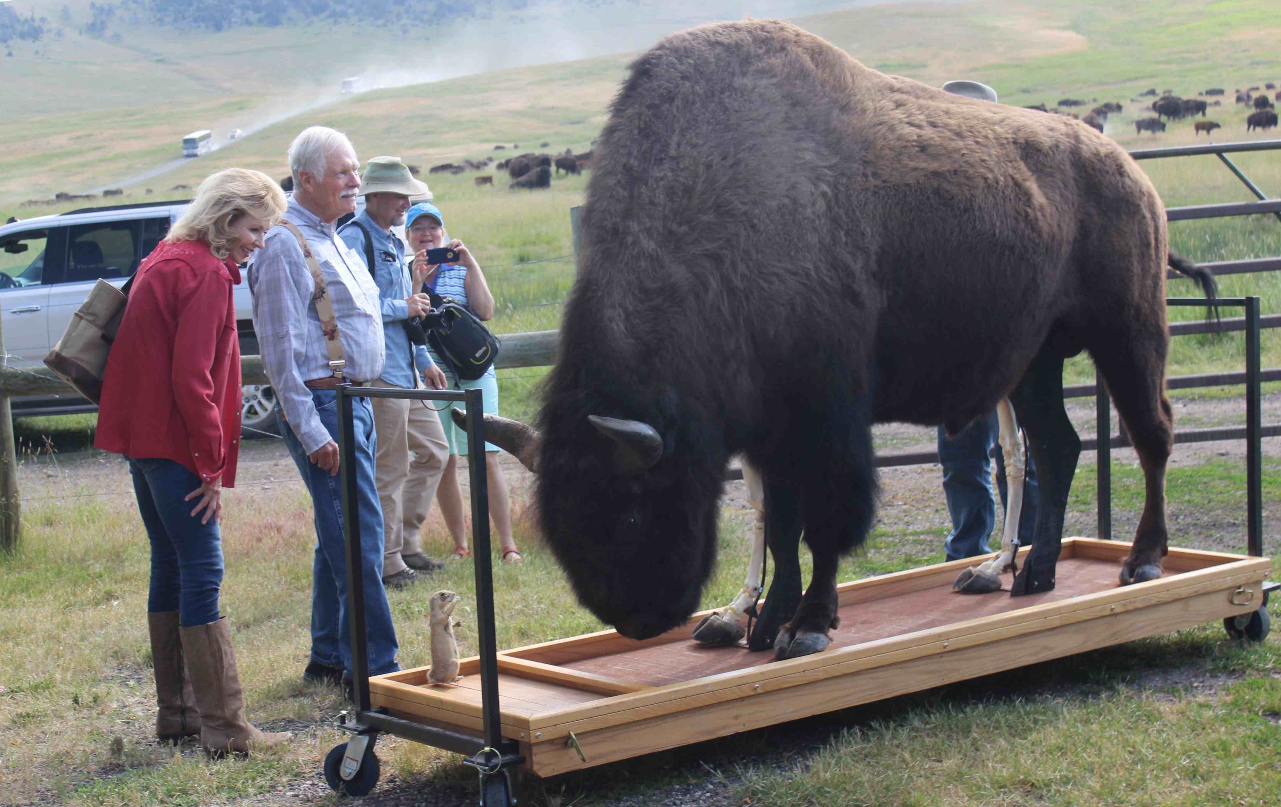 Launch of 'Bison 1 Million' campaign announced at Big Sky Resort ...