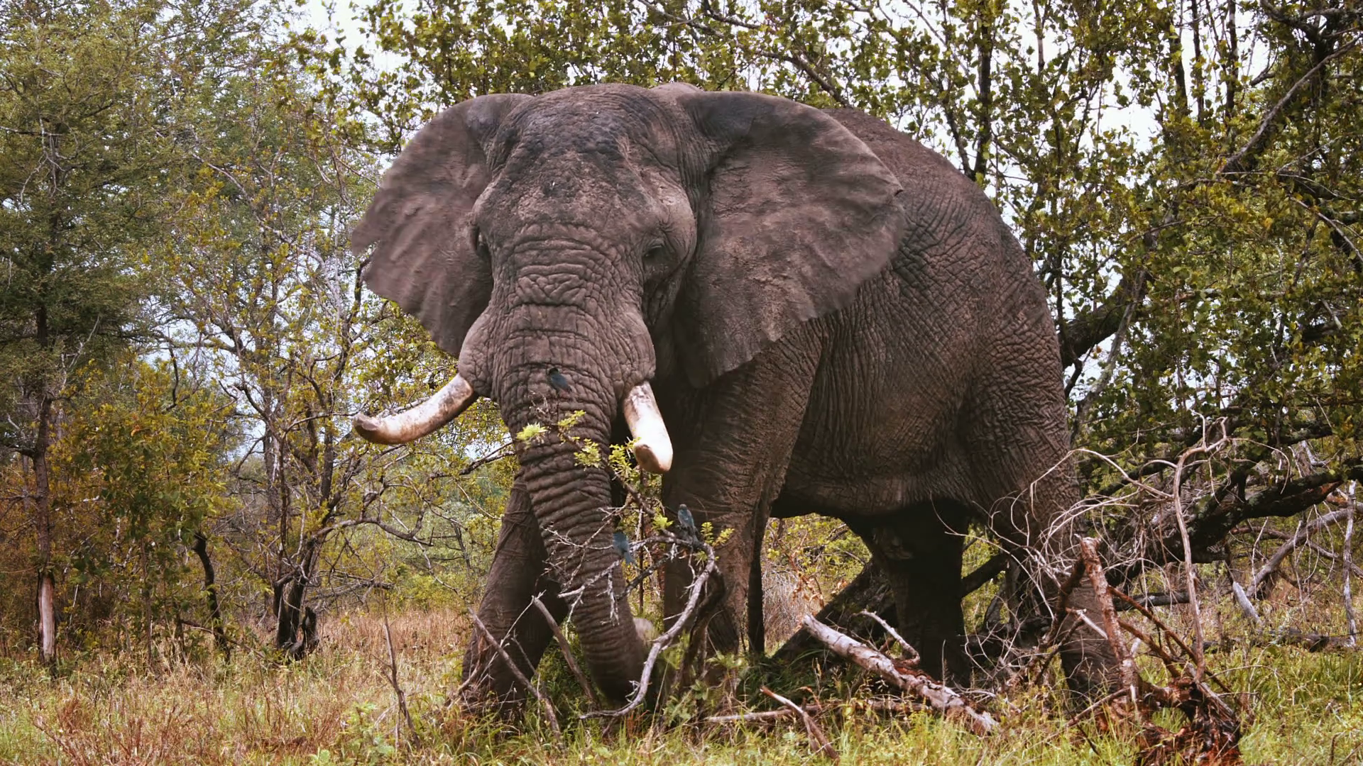 Large African elephant bull in musth (mating) eating grass Stock ...