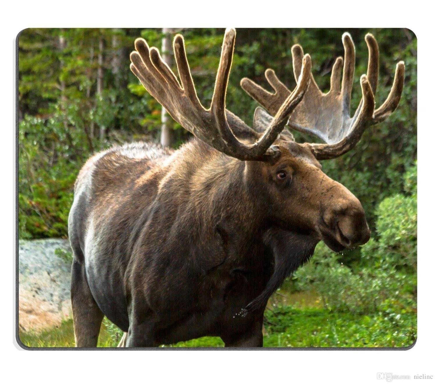 Side View Of Large Bull Moose Standing At Forest Edge Image Mouse ...