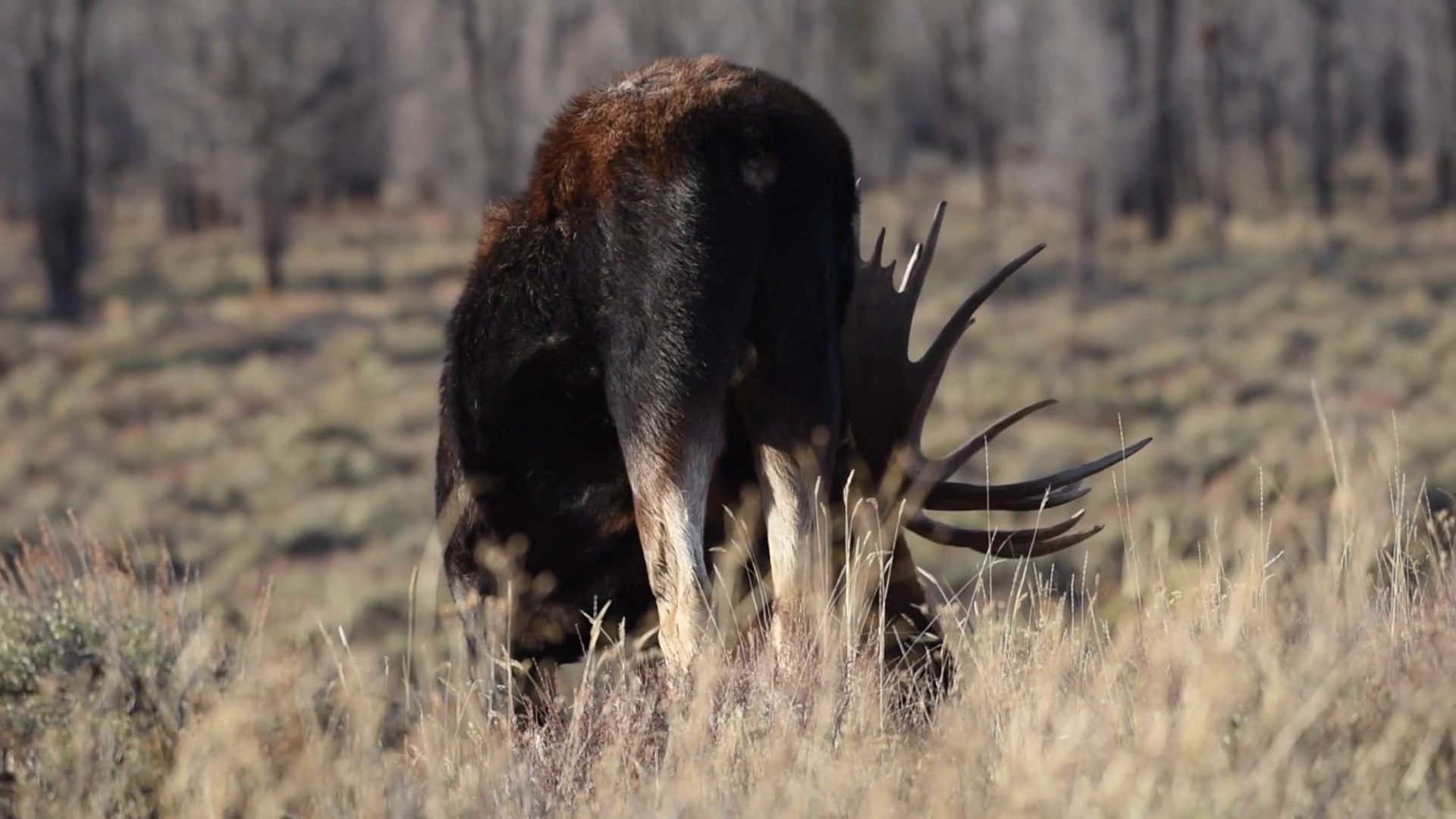 Rear view of a large bull moose as he grazes Stock Video Footage ...
