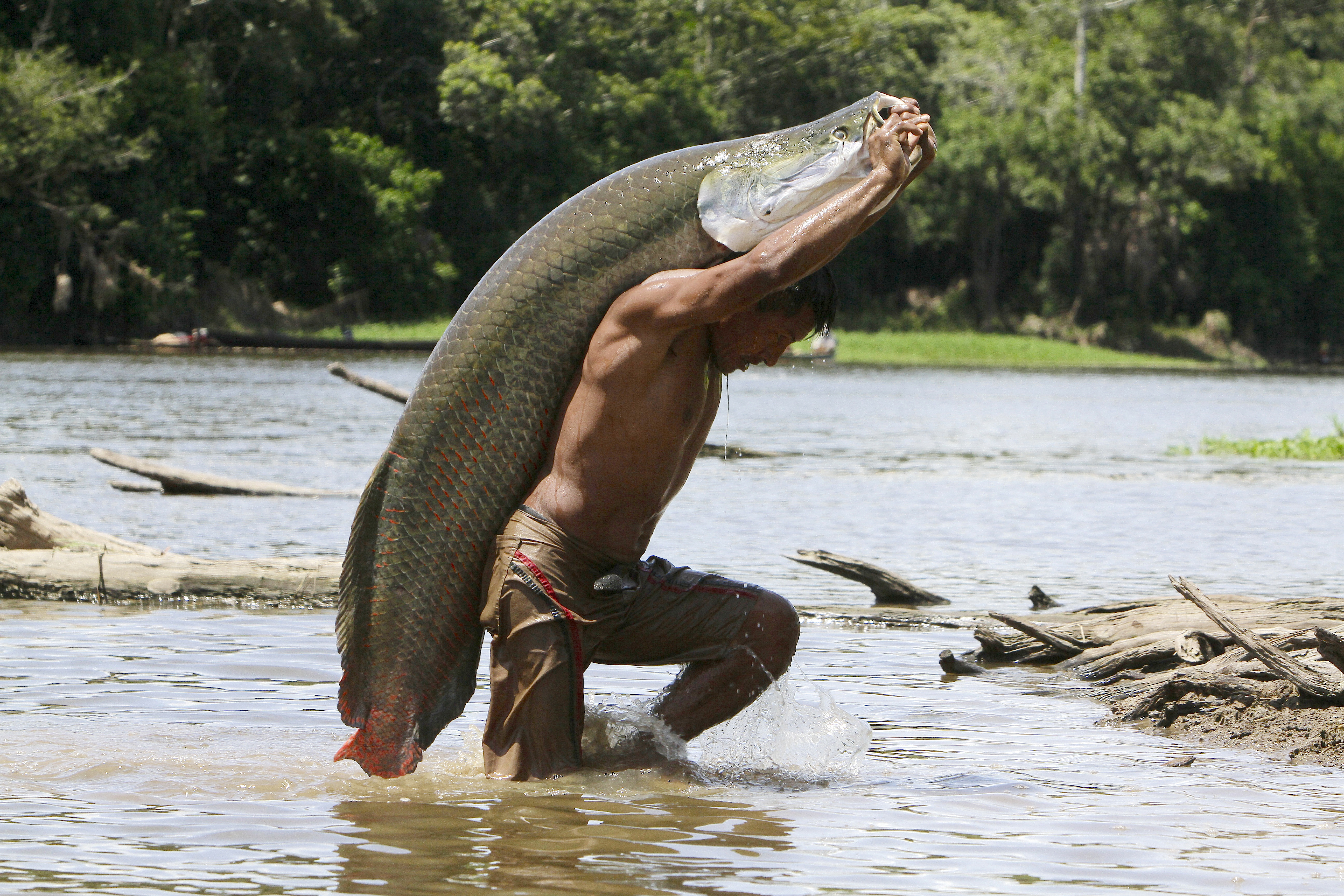 Giant Amazon fish extinct in many fishing communities, saved in ...