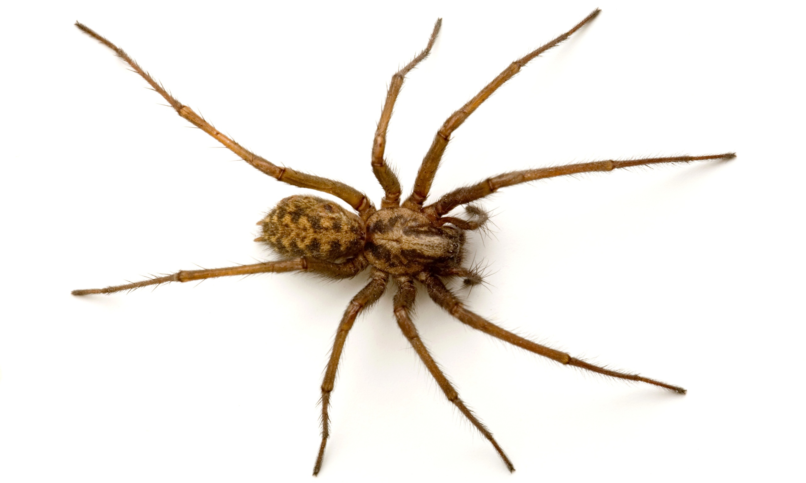 spider - Buscar con Google | animals 2 | Pinterest | House spider ...