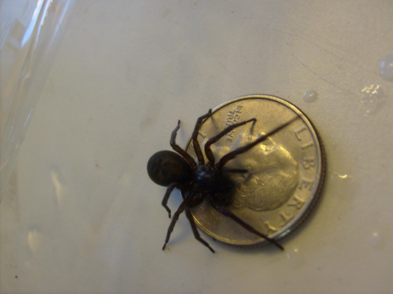 Very Large Spider (New York, Syracuse, York: house, live in ...