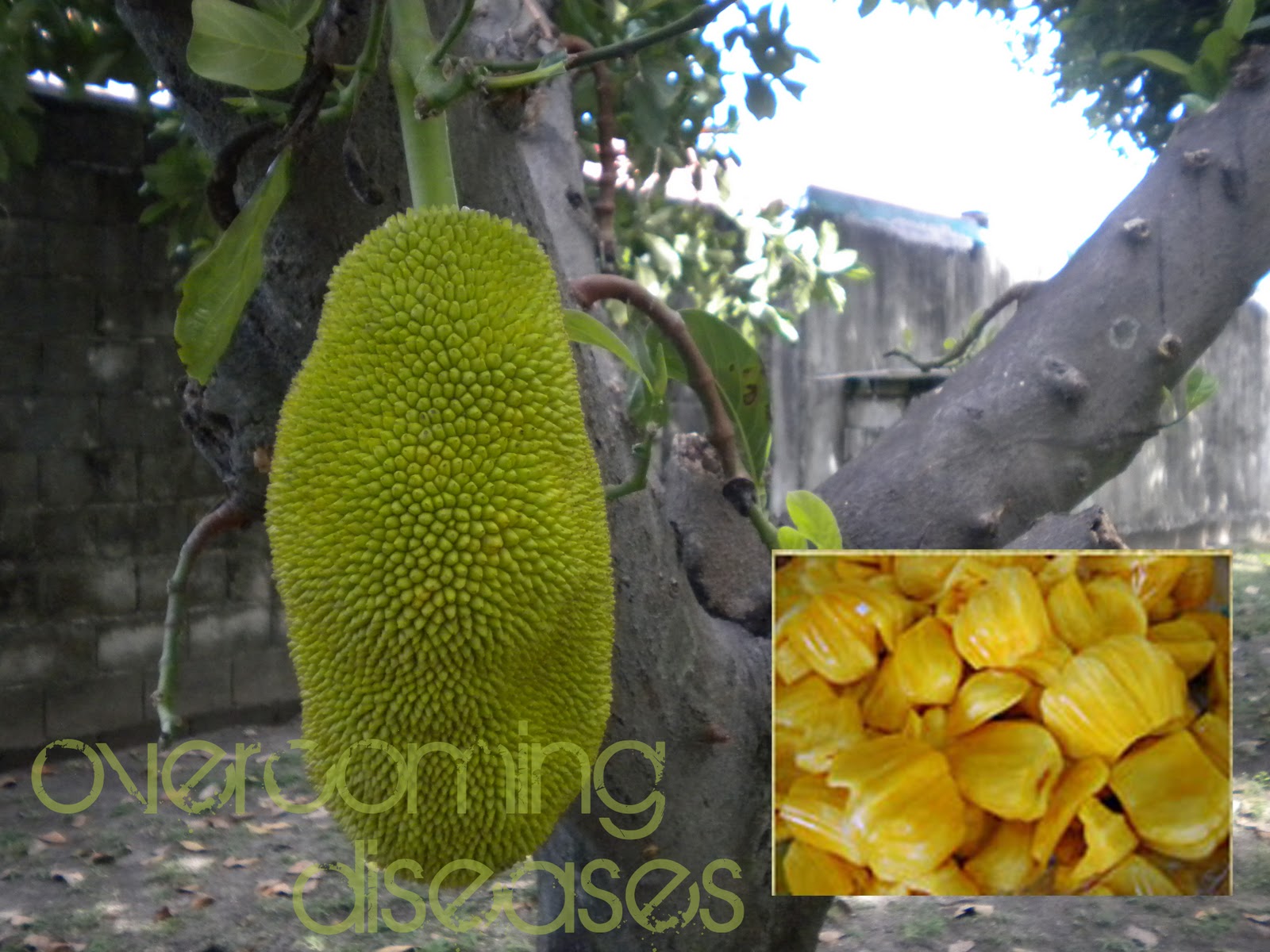 Jack Tree, Jackfruit (Lankga) for Diarrhoea, Insect Bites, Asthma ...