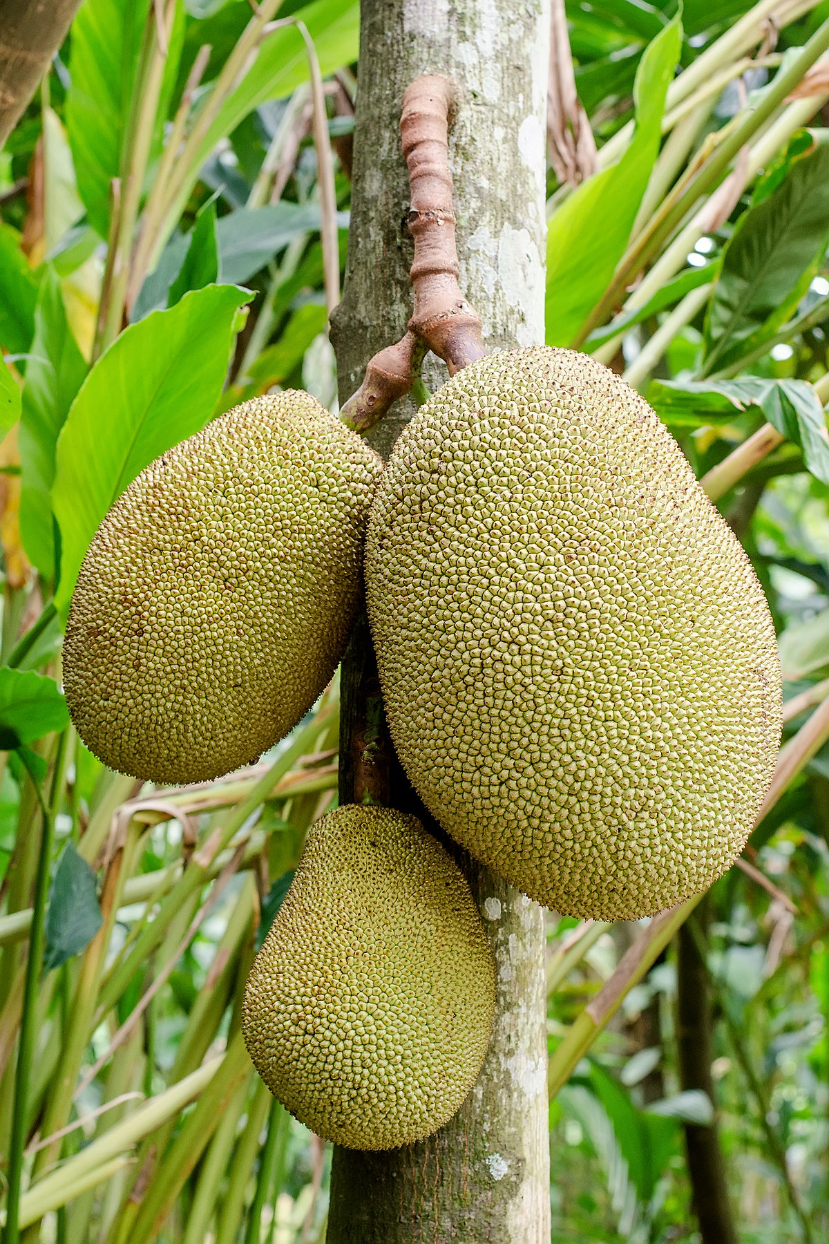 Jackfruit - Wikipedia