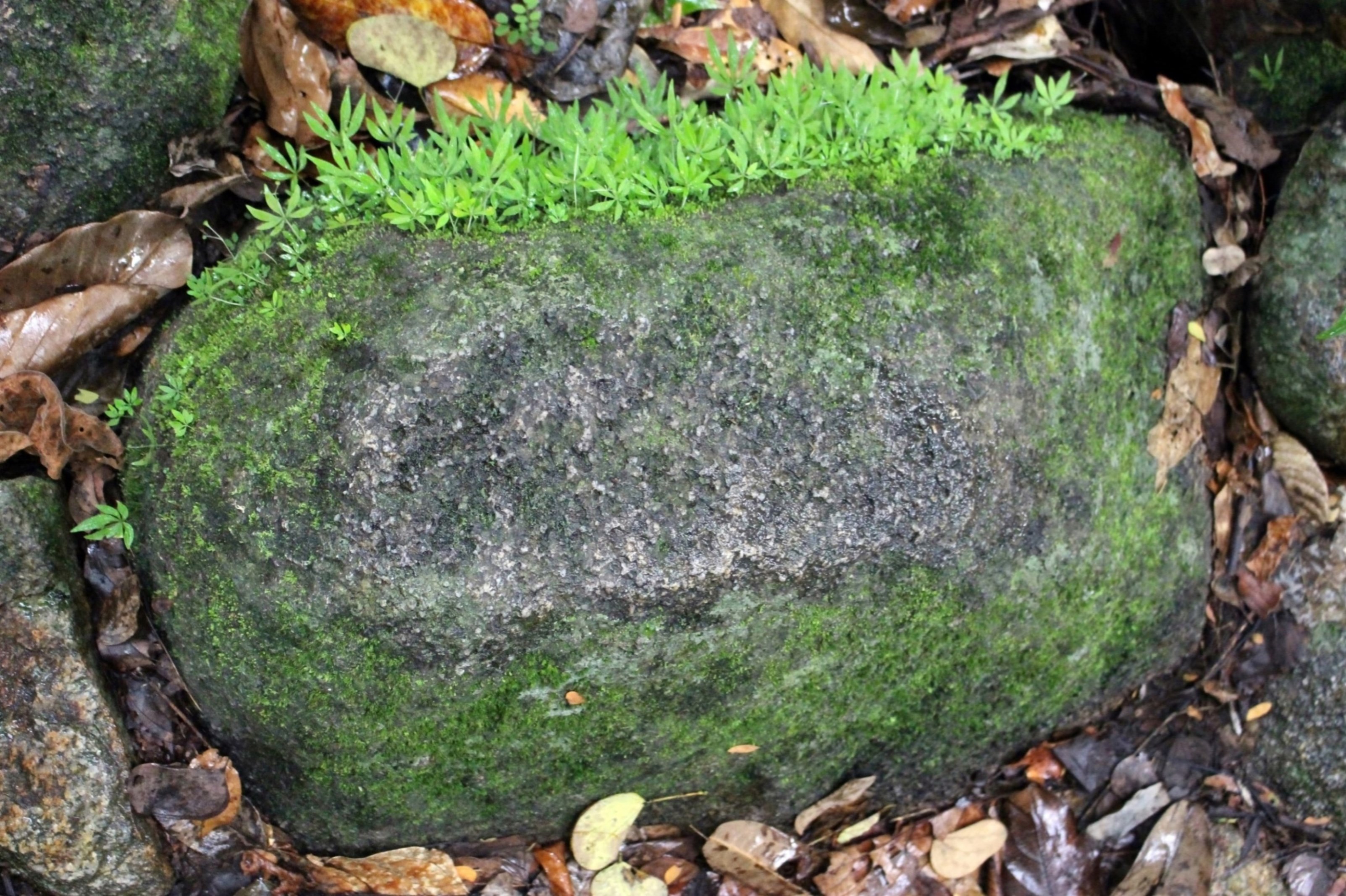 Large moss covered boulder photo