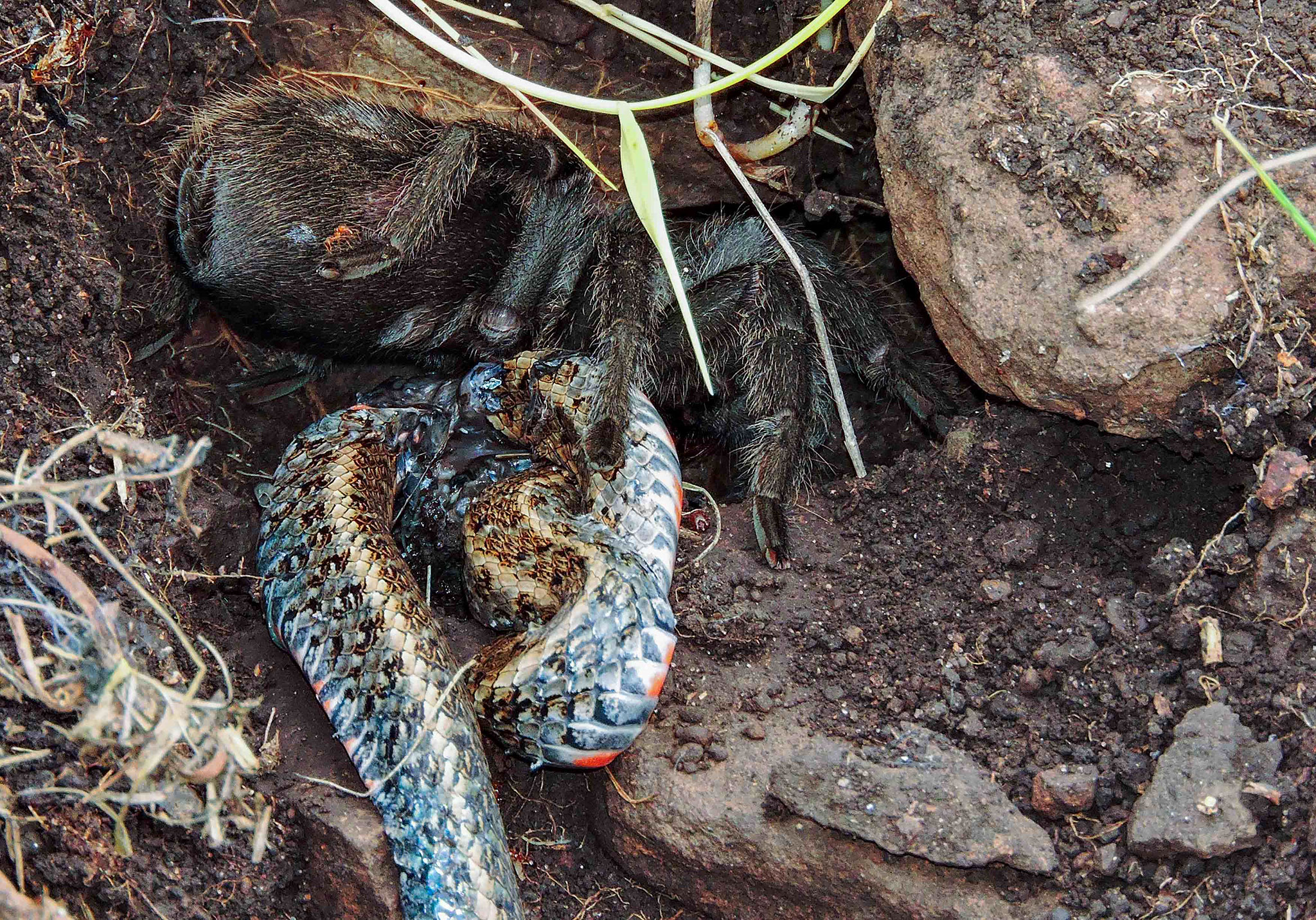 Tarantula Found Eating a Snake in Wild for First Time