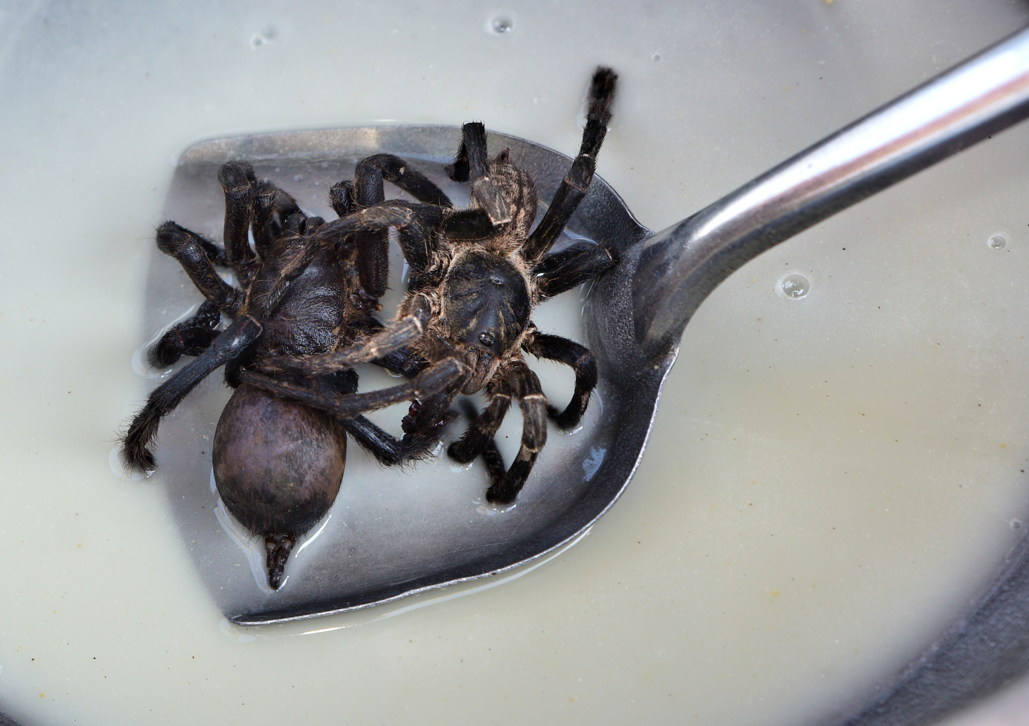 Cooking and eating tarantula spiders Cambodia | CNN Travel