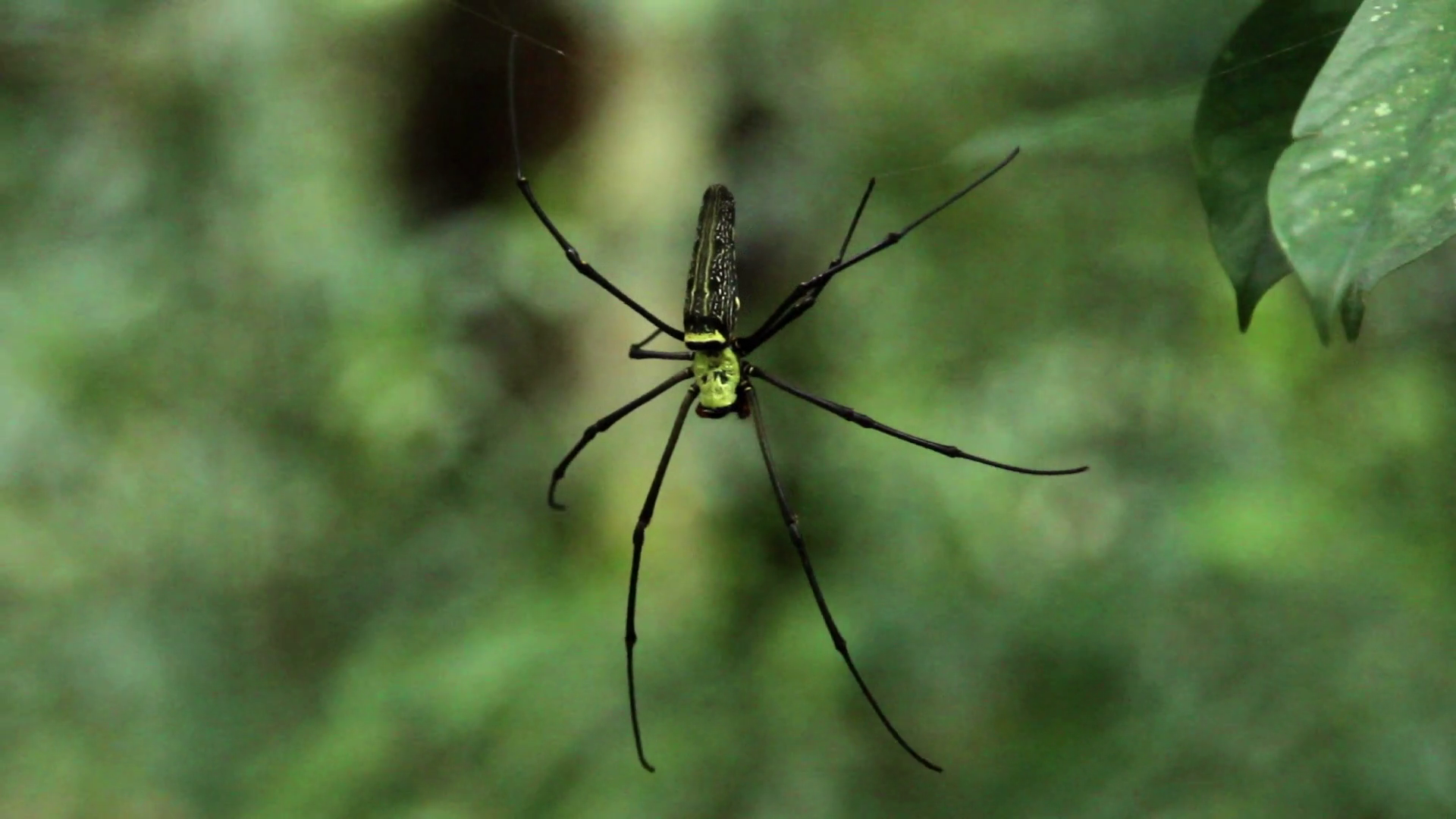 Big black and yellow spider in jungle forest Stock Video Footage ...