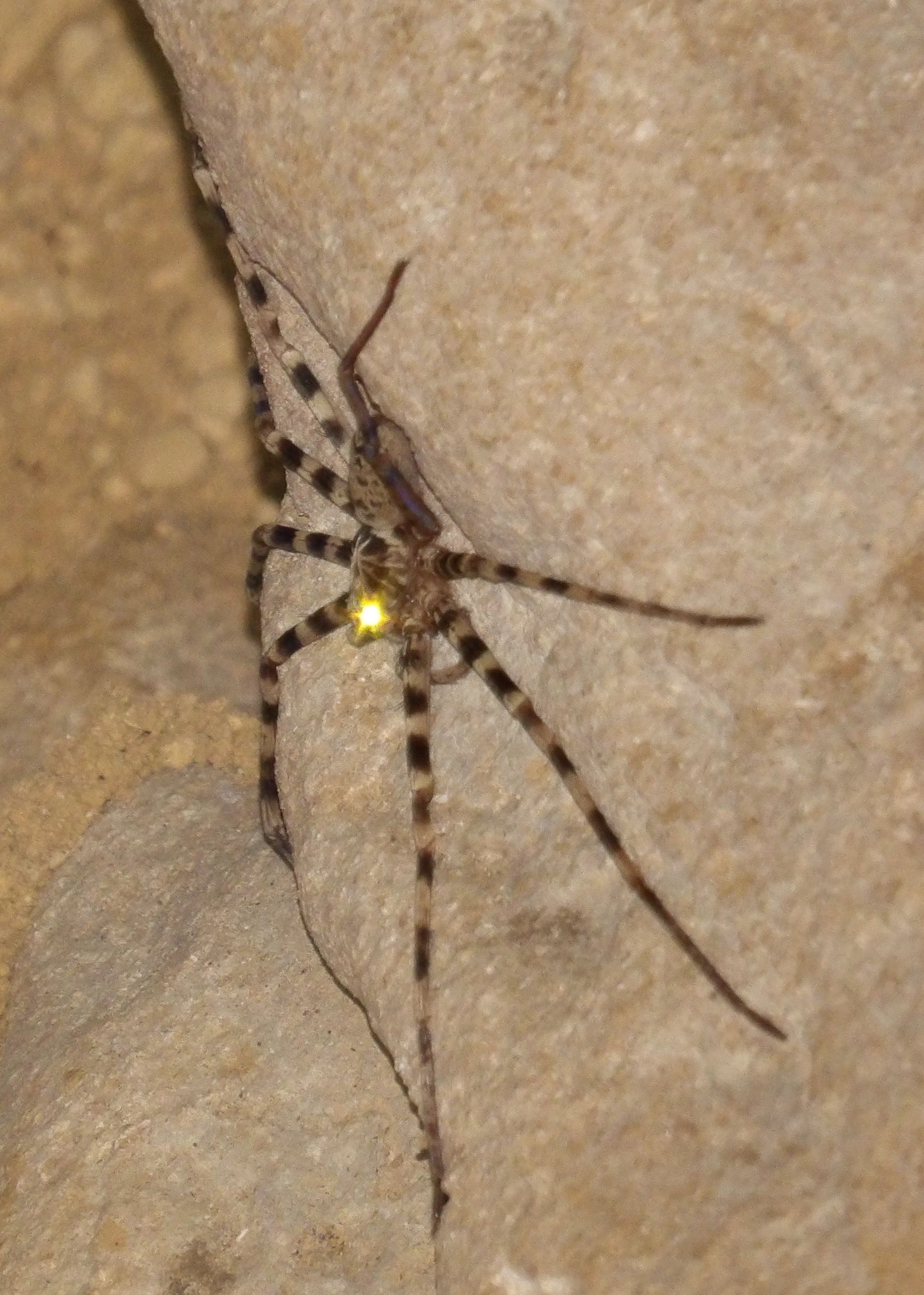 araignée - Heteropoda - Giant cave spider - Khao sok -Thailand ...