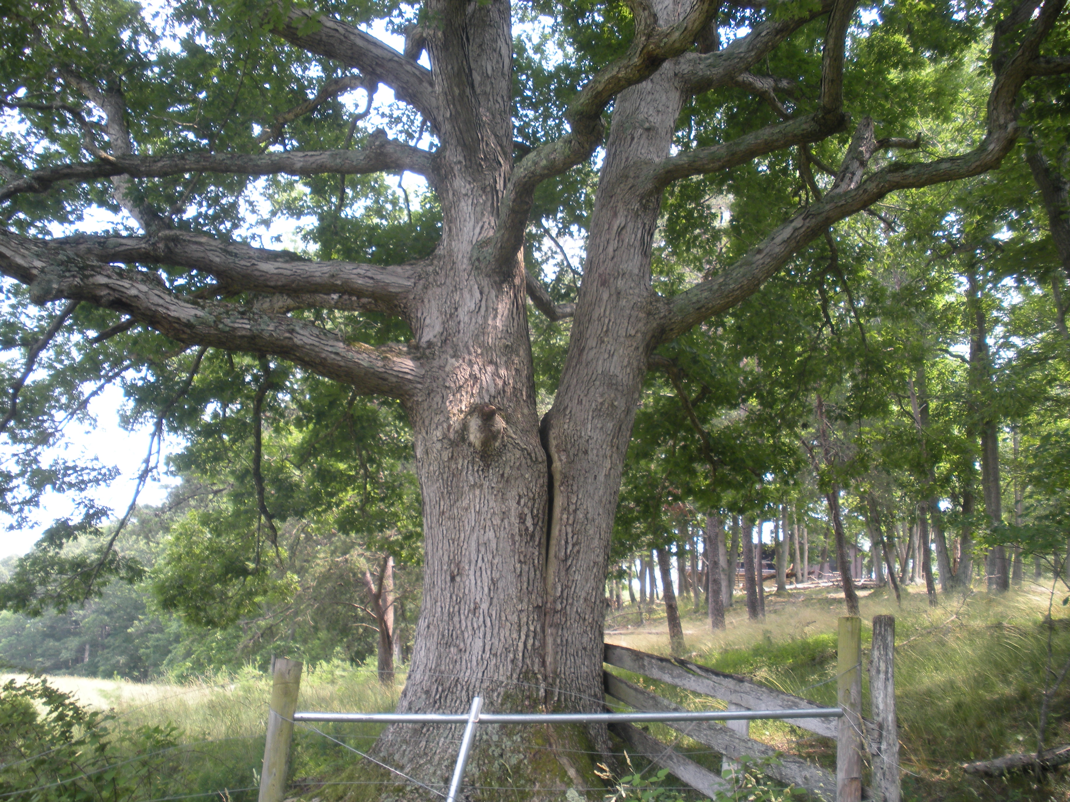 File:A Large Tree (7181350823).jpg - Wikimedia Commons