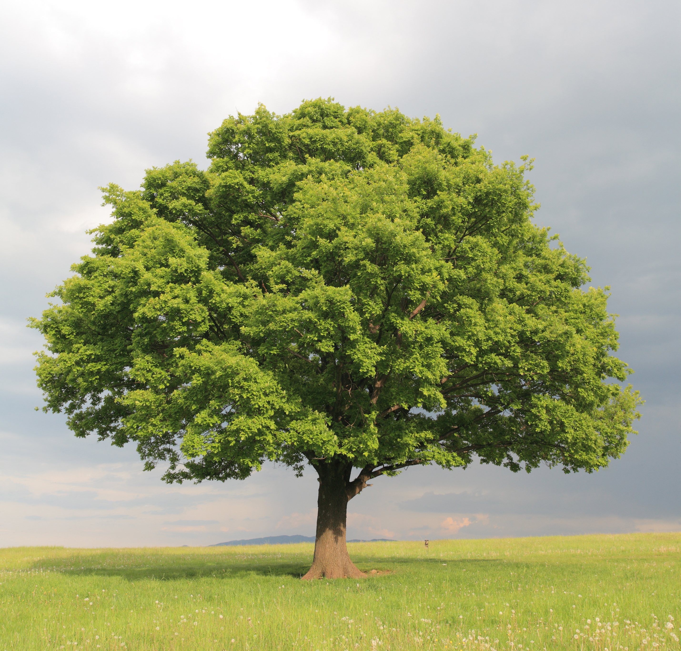Free photo: Large tree - Branches, Forest, Green - Free Download - Jooinn