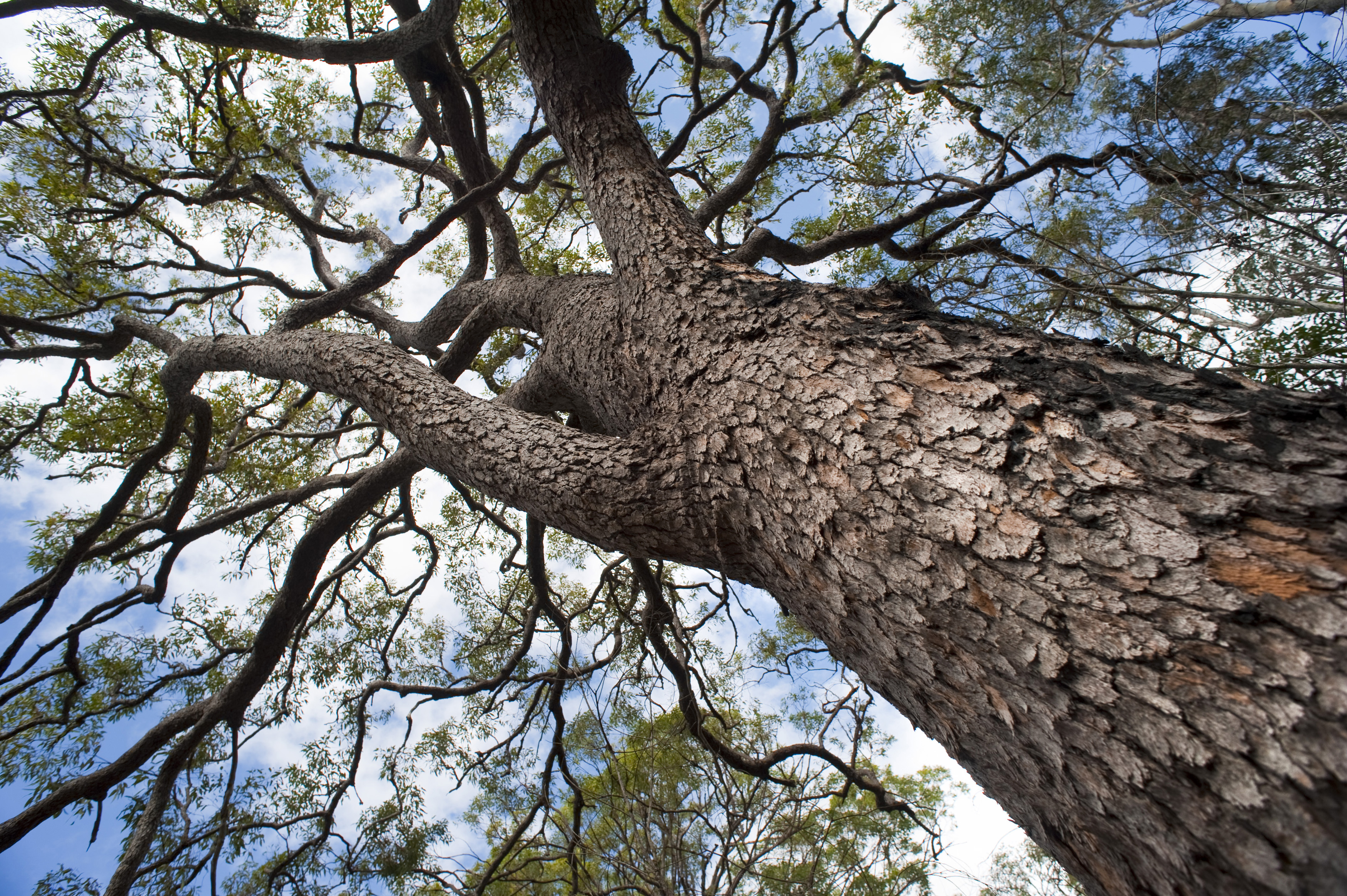 Free image of Looking up into the canopy of a large tree
