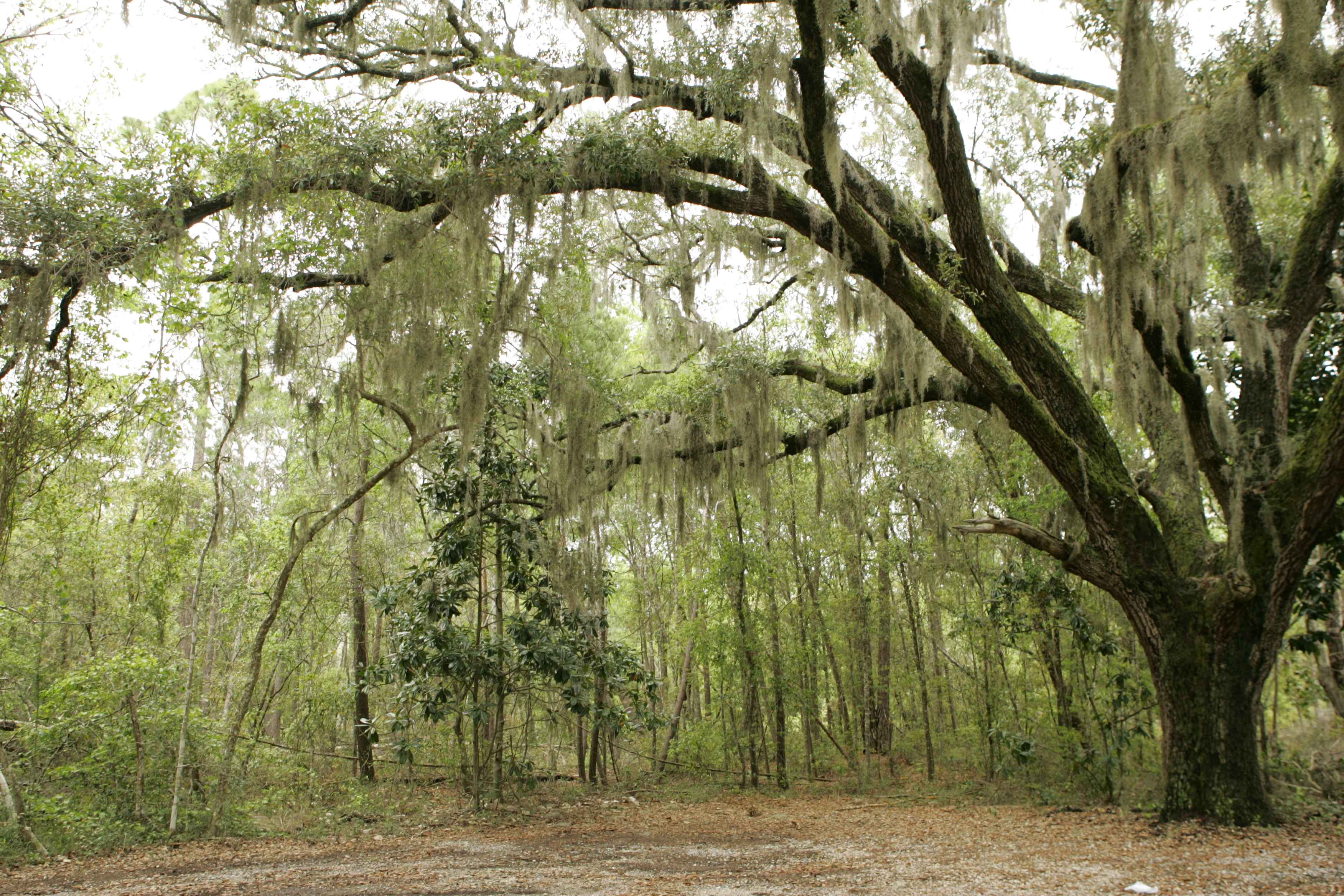 File:The spanish moss drips off of a large tree in the maritime ...