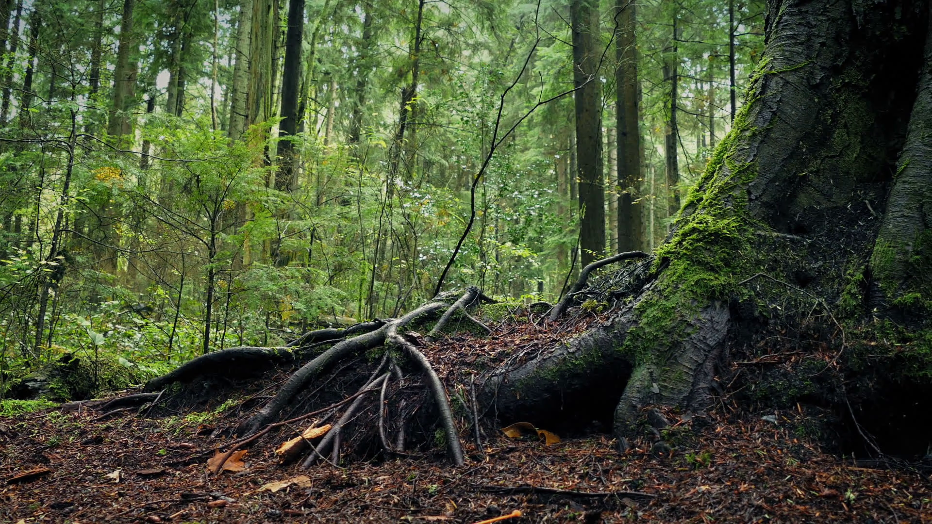 Moving Past Large Tree Roots In Forest Stock Video Footage - Videoblocks