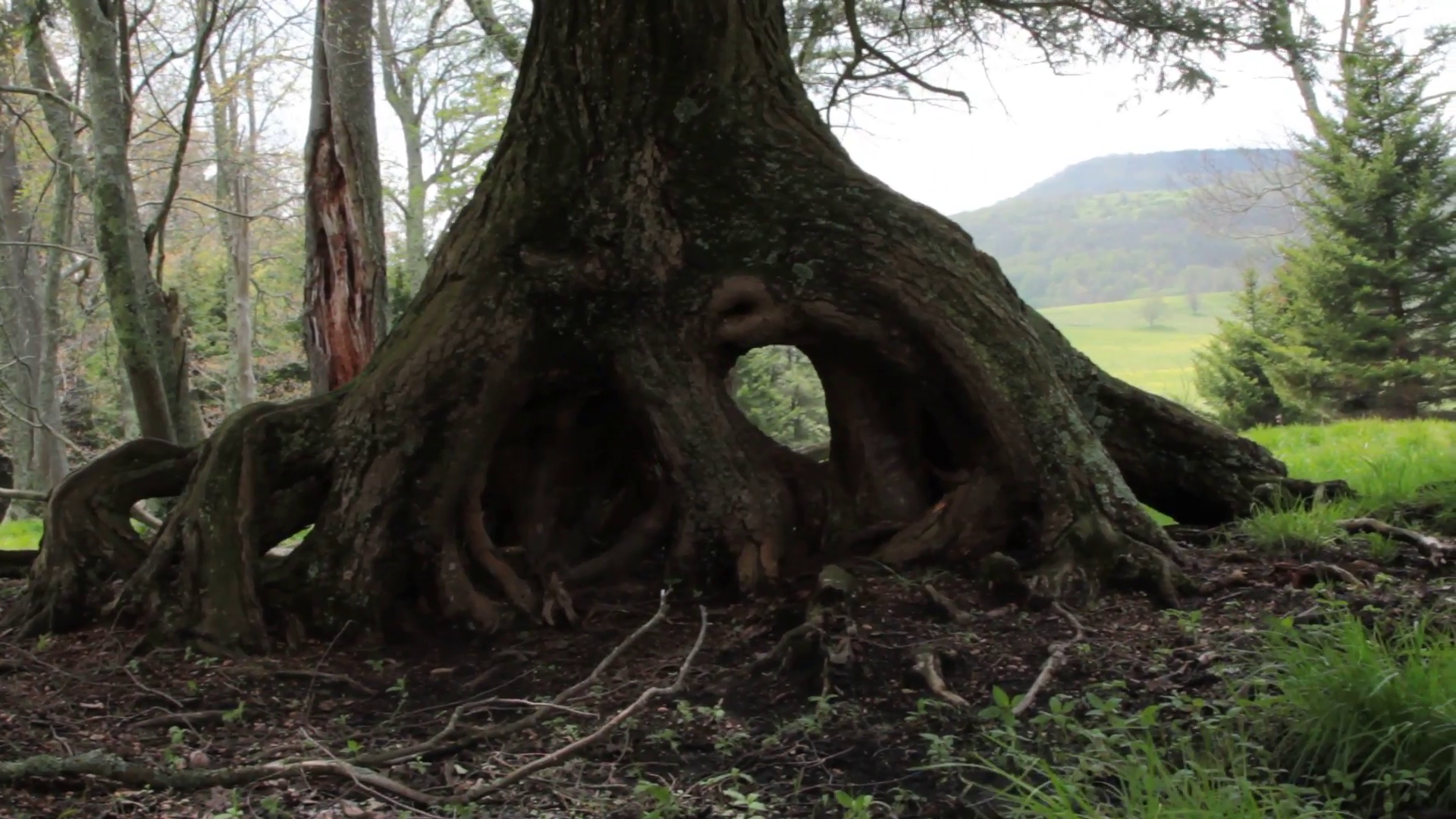 A tree with a large above ground root system Stock Video Footage ...