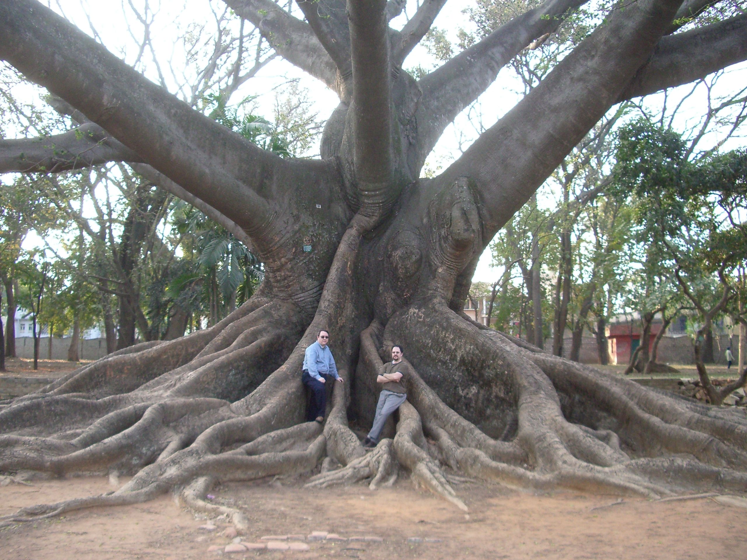 Buttress roots of the kapok tree (Ceiba pentandra) | Trees of life ...