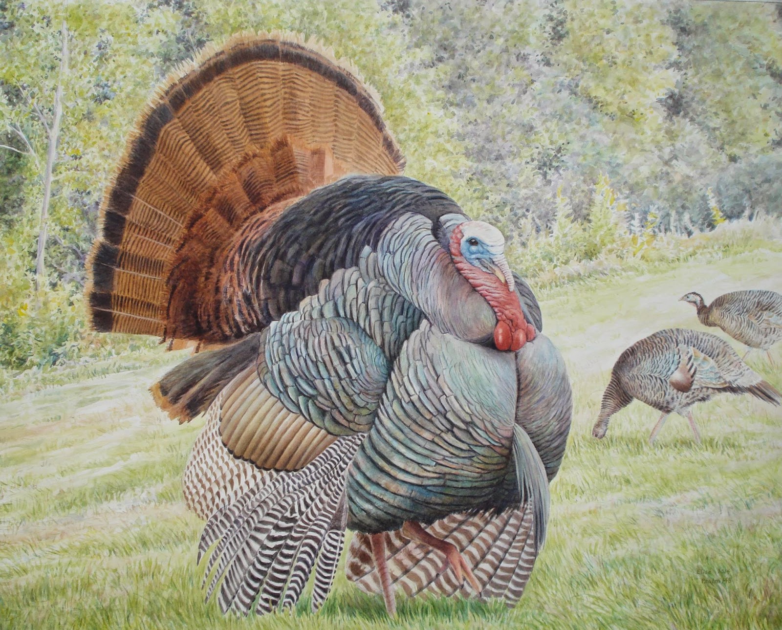 Wild Turkey | Painting Glory