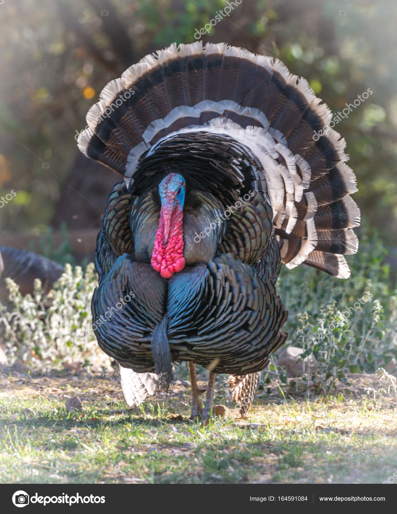 Large turkey with tail feathers fully splayed — Stock Photo ...